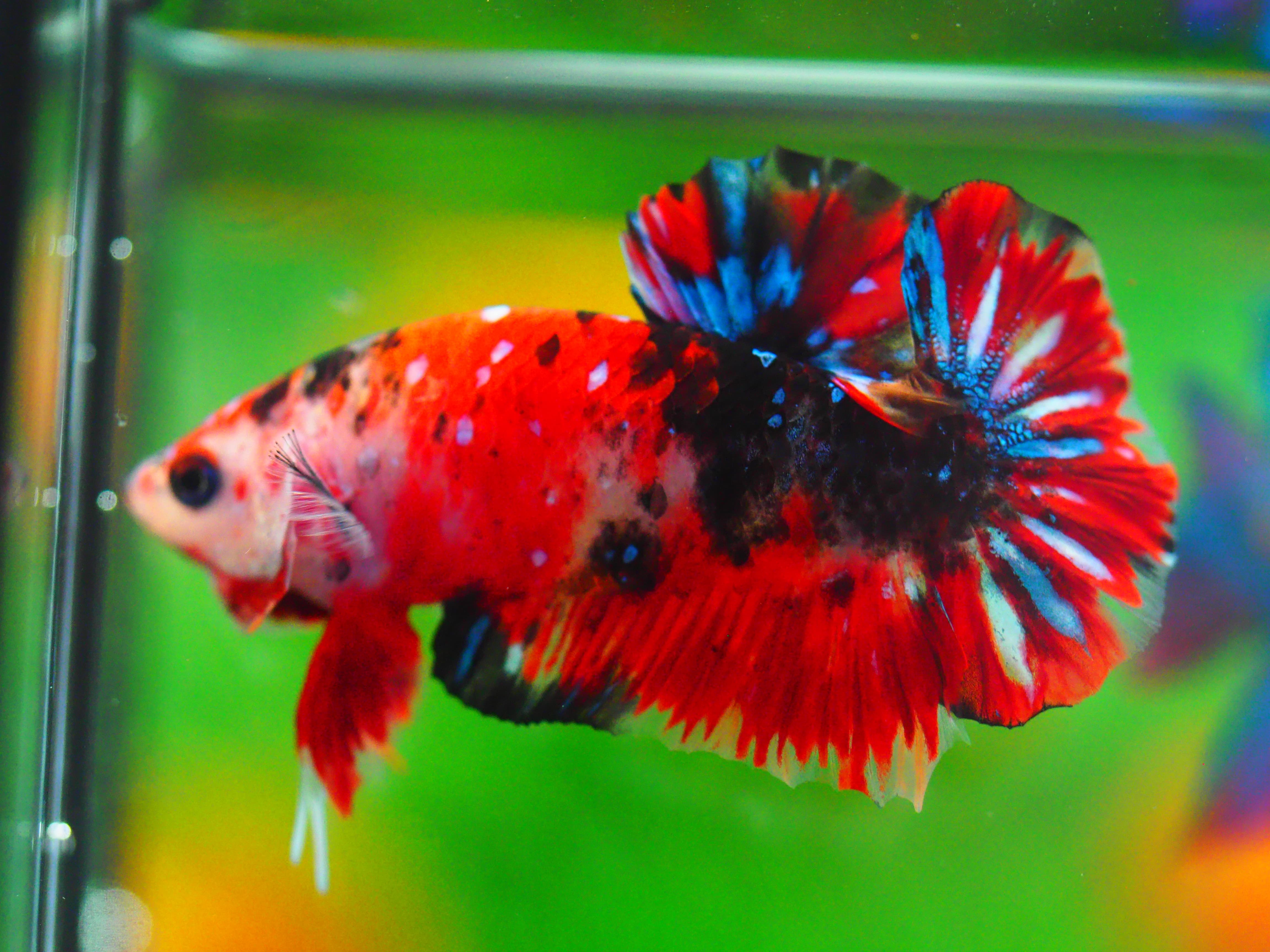 HMPK KOI GALAXY MALE GRADE A +++