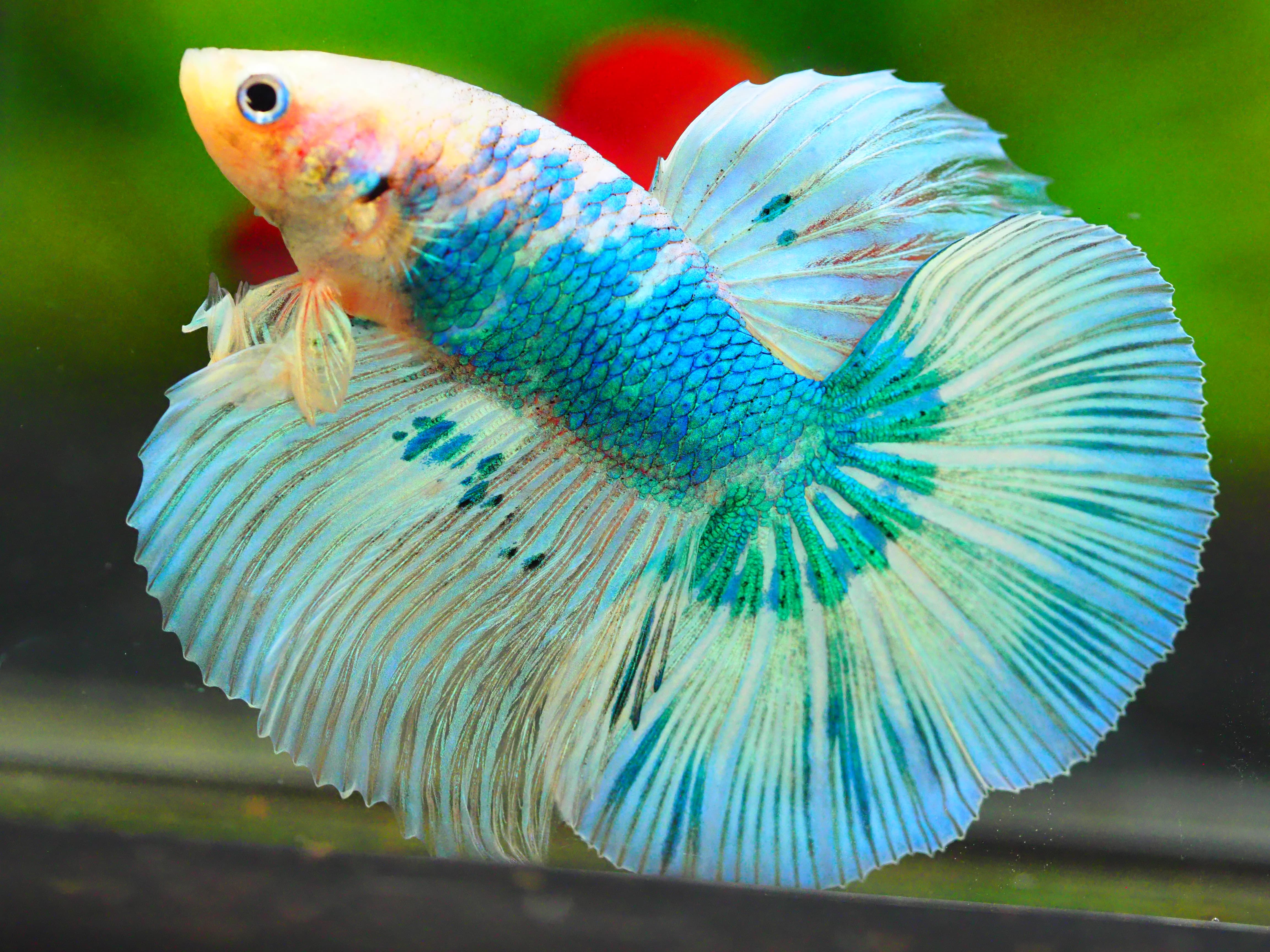 HM FANCY MALE GRADE A +++