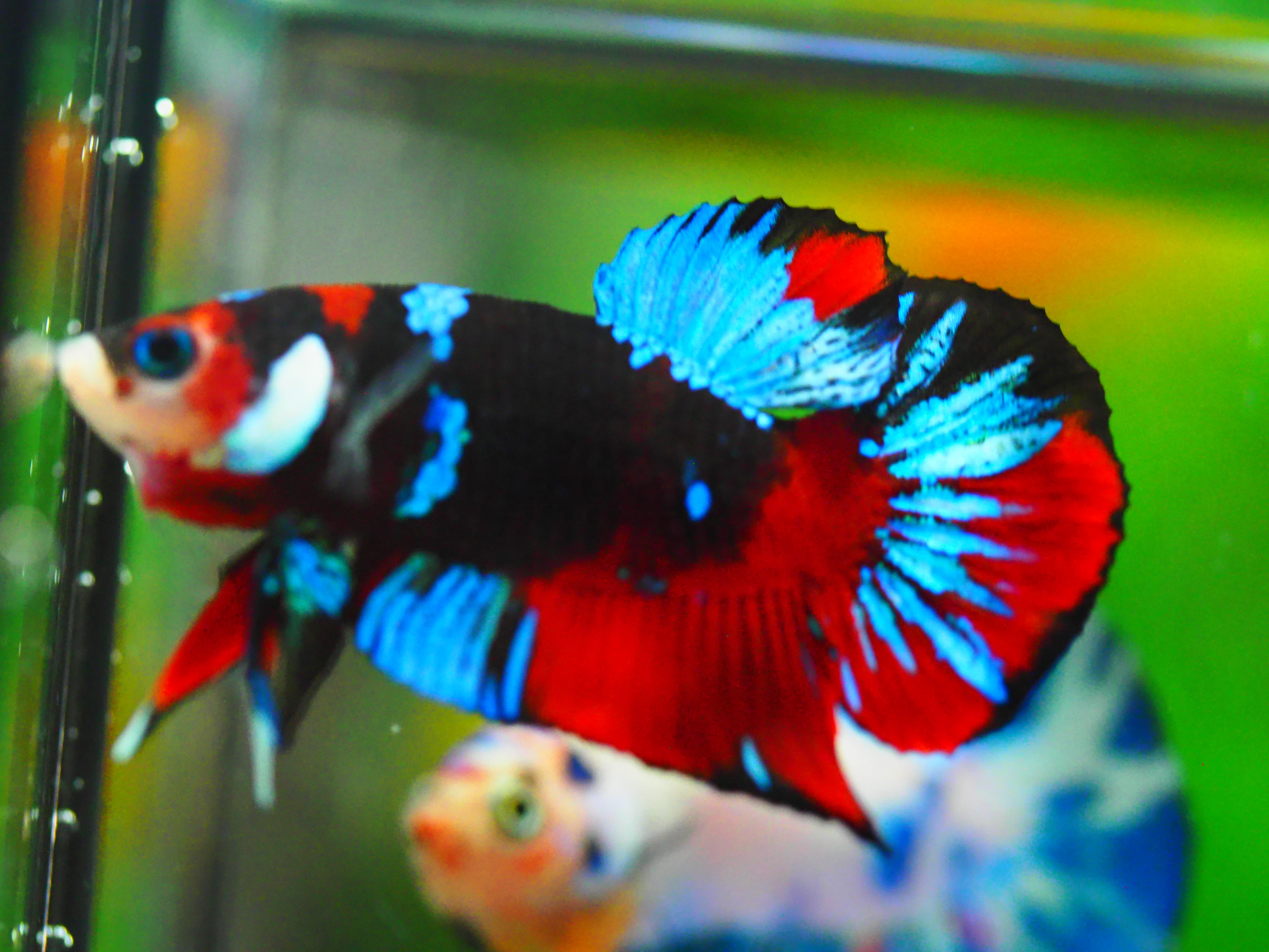 HMPK KOI GALAXY MALE GRADE A +++