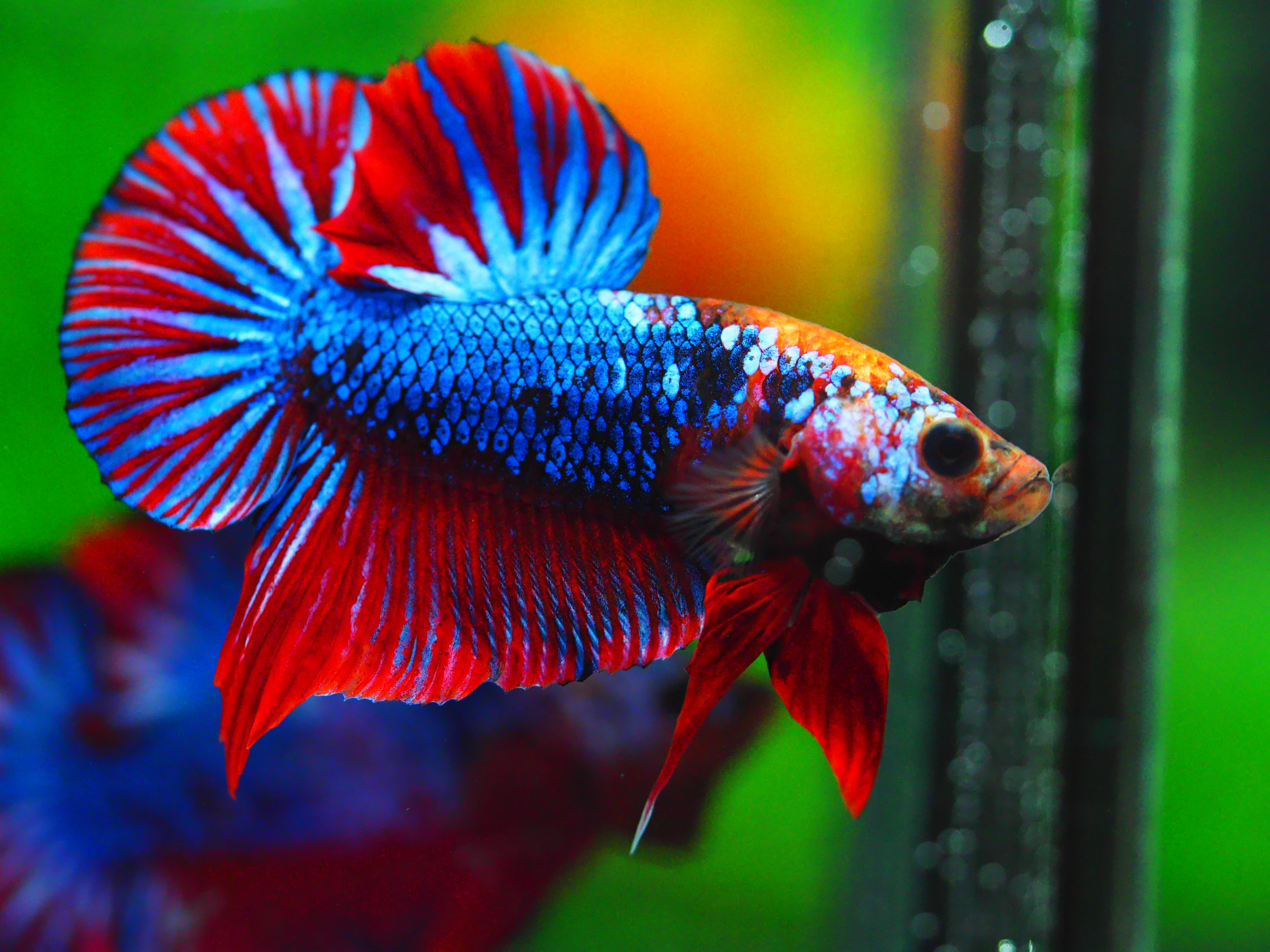 HMPK FANCY MALE GRADE A +++