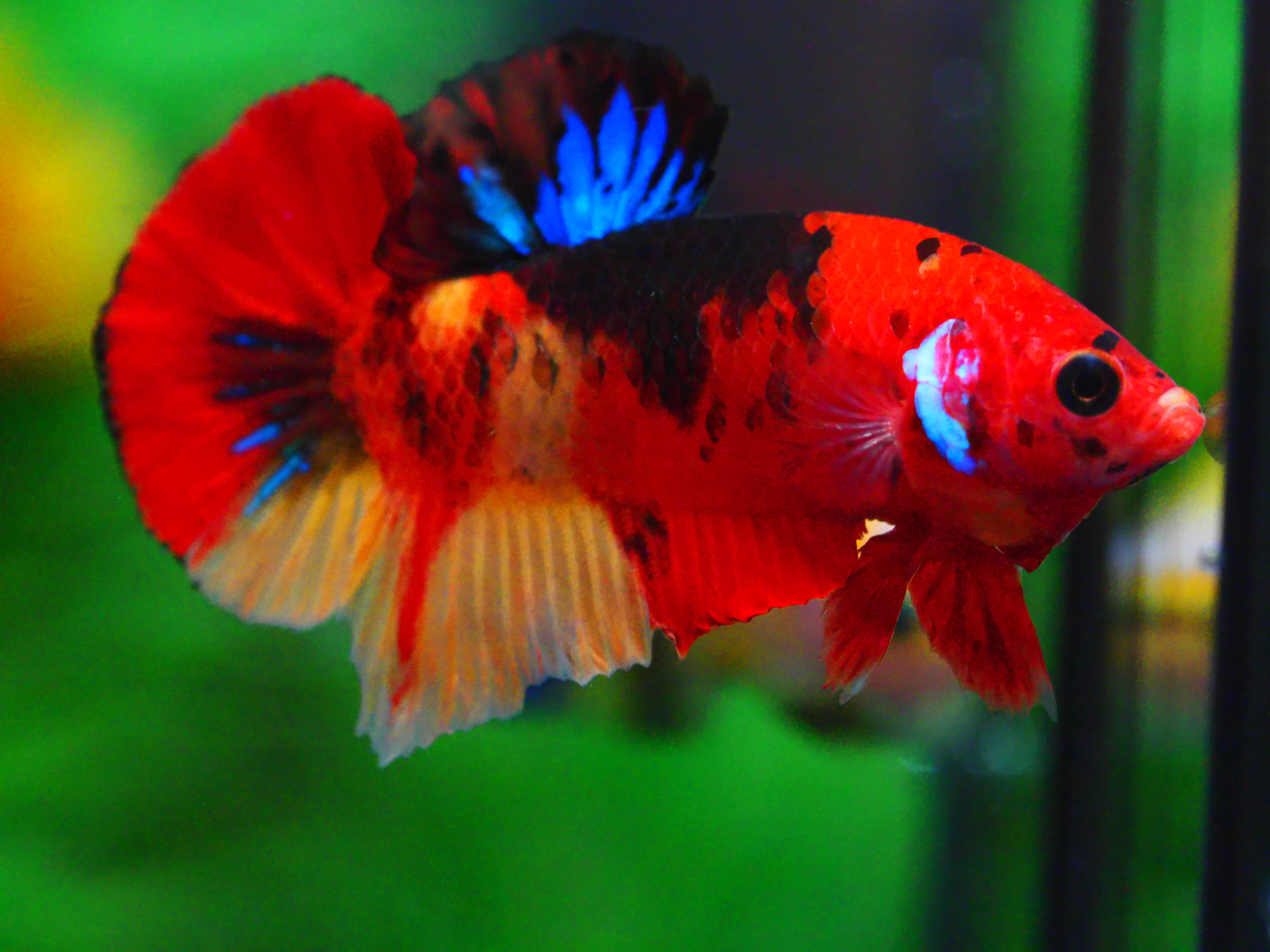 HMPK NEMO GALAXY MALE GRADE A +++