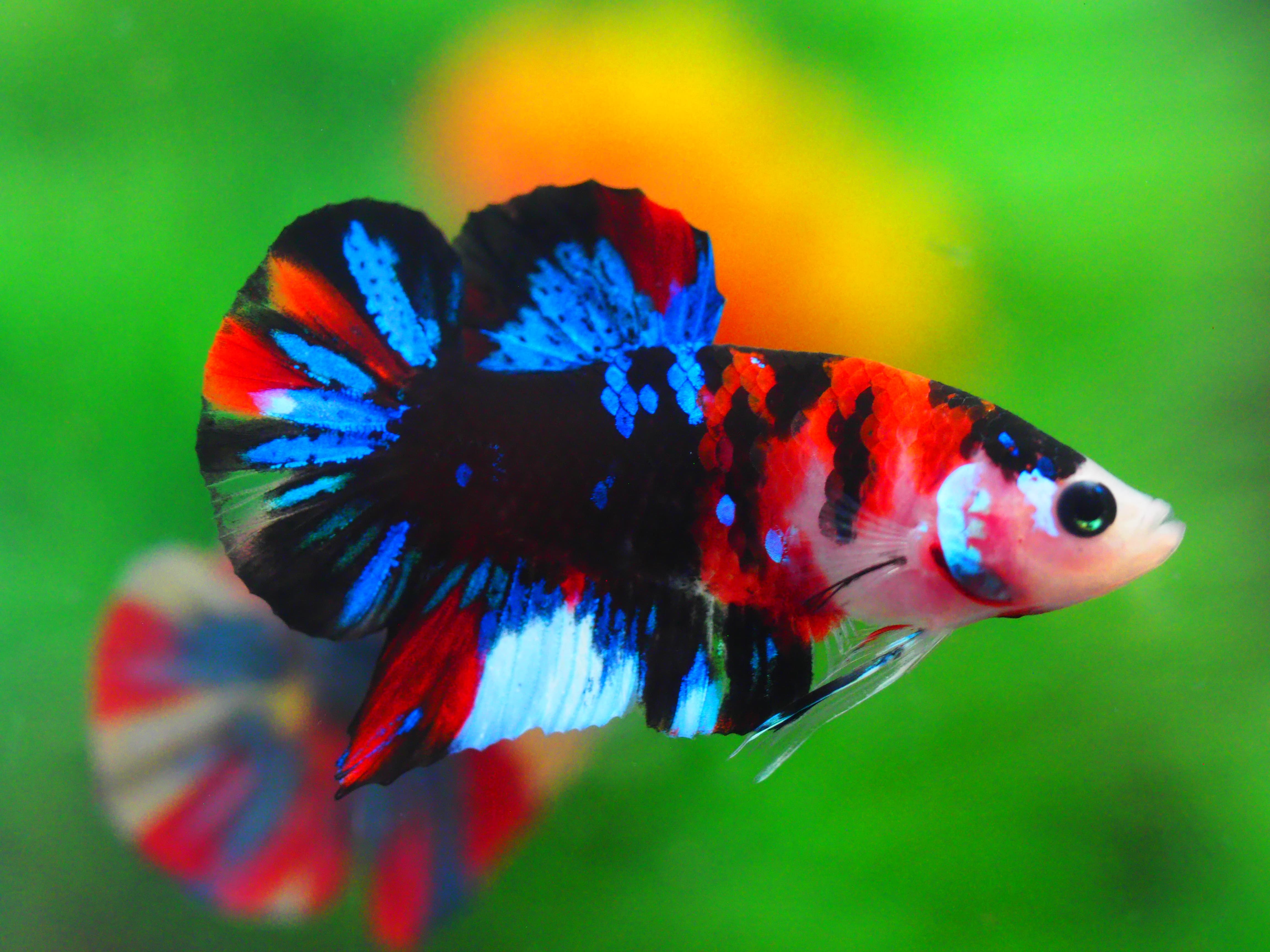 HMPK KOI GALAXY MALE GRADE A++