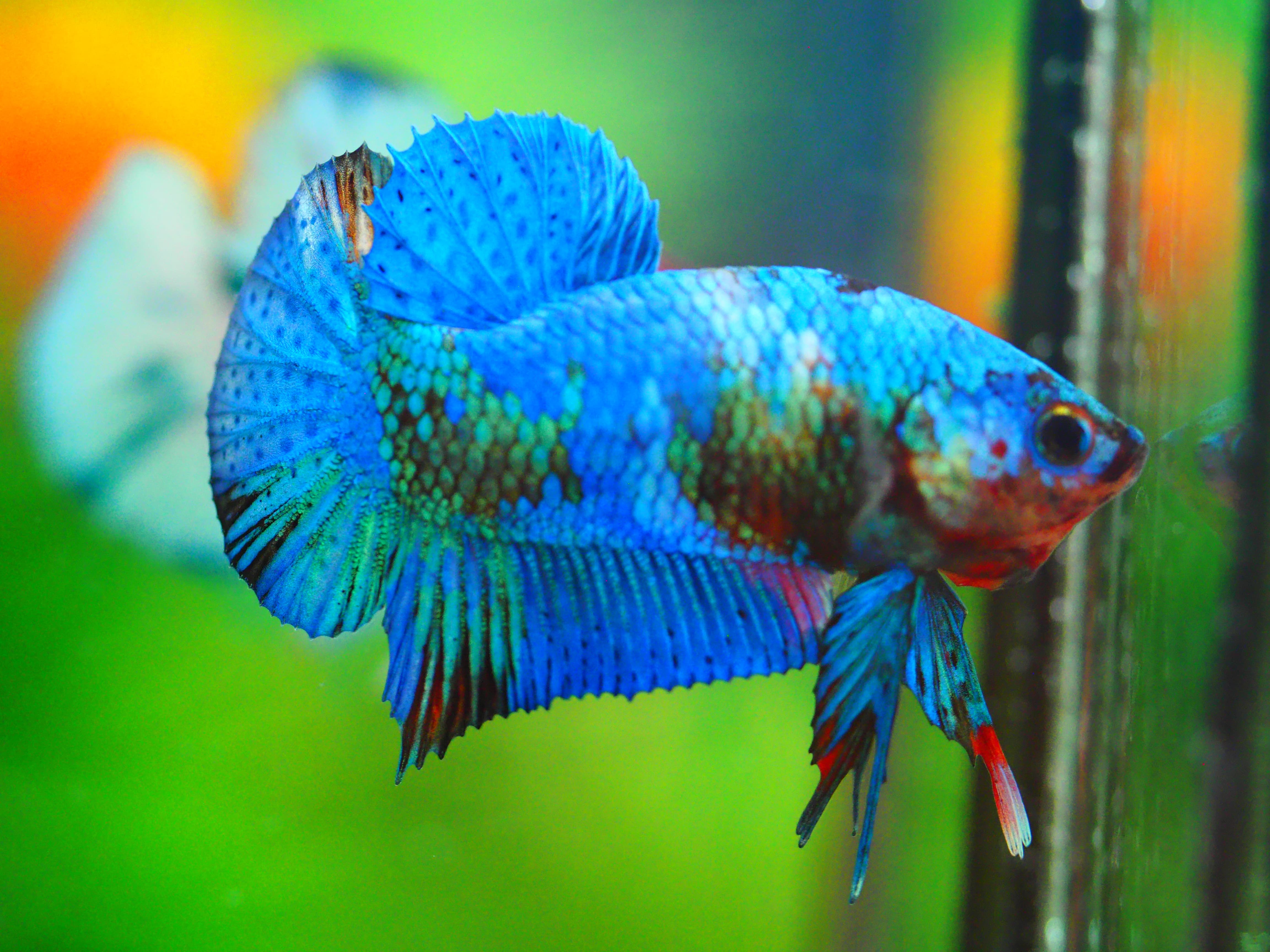 HMPK KOI FANCY MALE GRADE A +++