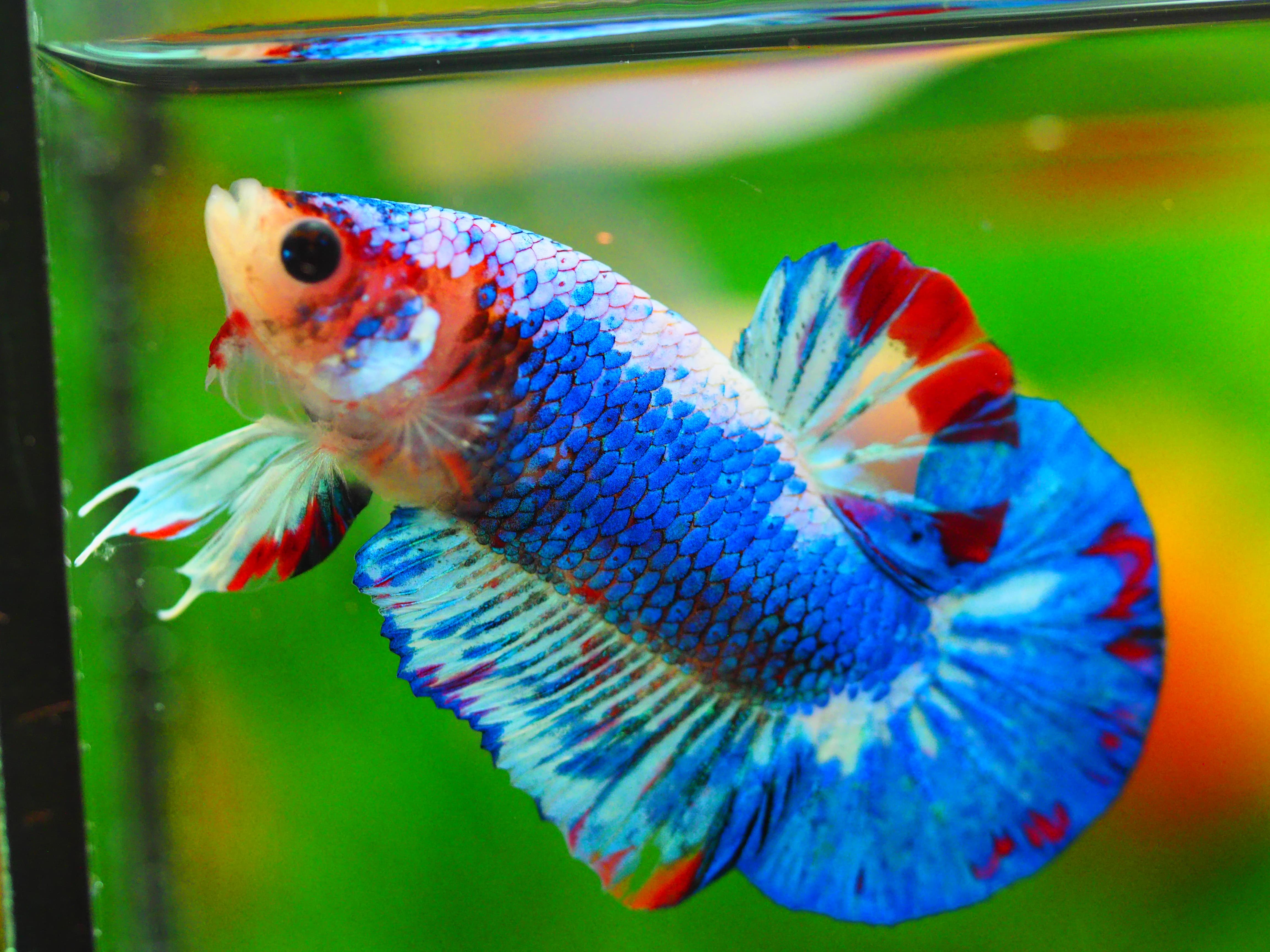 HMPK FANCY MALE GRADE A++