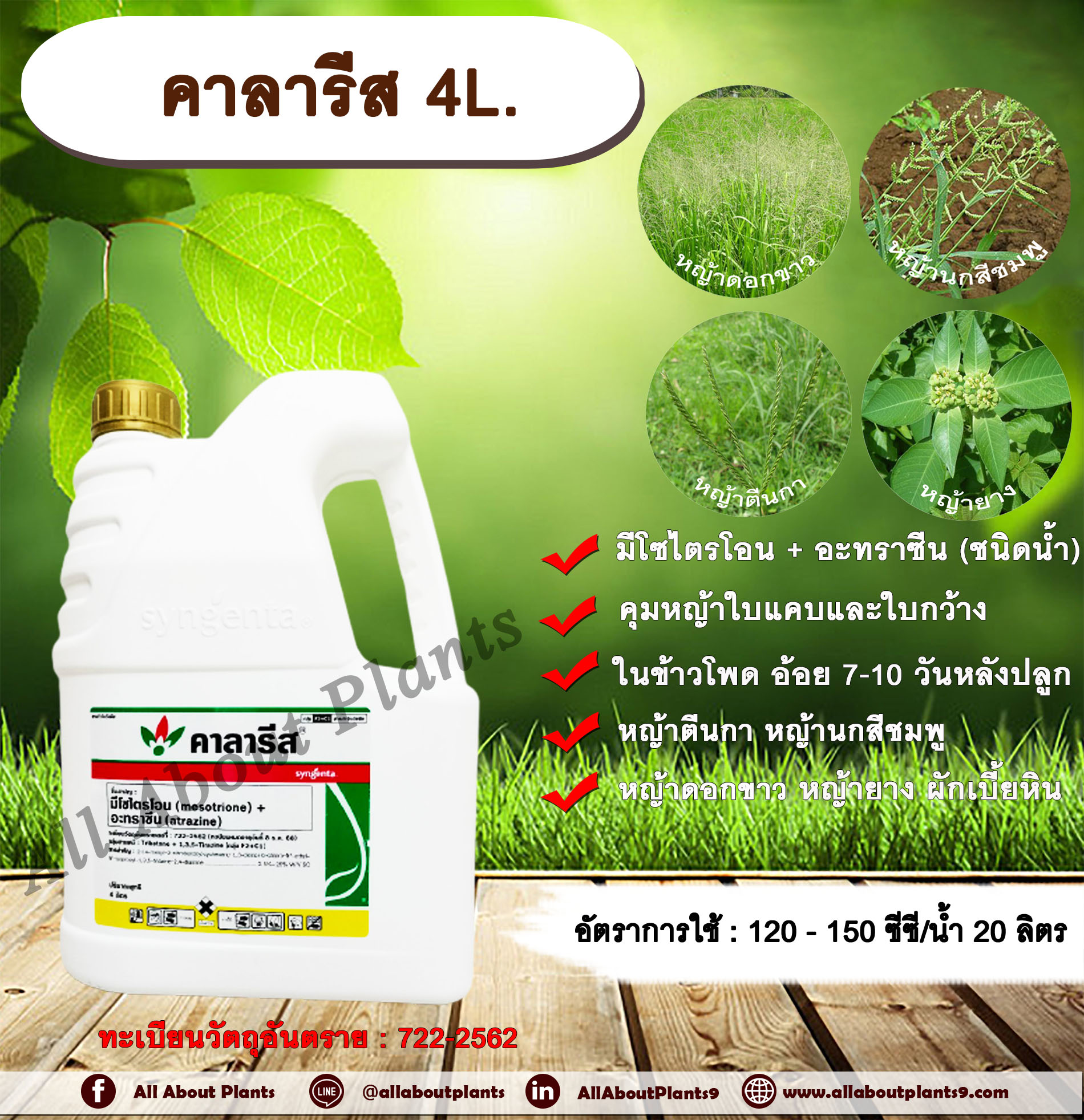 คาลารีส 4L. มีโซไตรโอน + อะทราซีน สารคุมวัชพืช สารกำจัดวัชพืช ใบแคบ ใบกว้าง หญ้าตีนกา หญ้านกสีชมพู หญ้าดอกขาว หญ้ายาง ผักเบี้ยใหญ่ ผักเบี้ยหิน ซินเจนทา กระติก