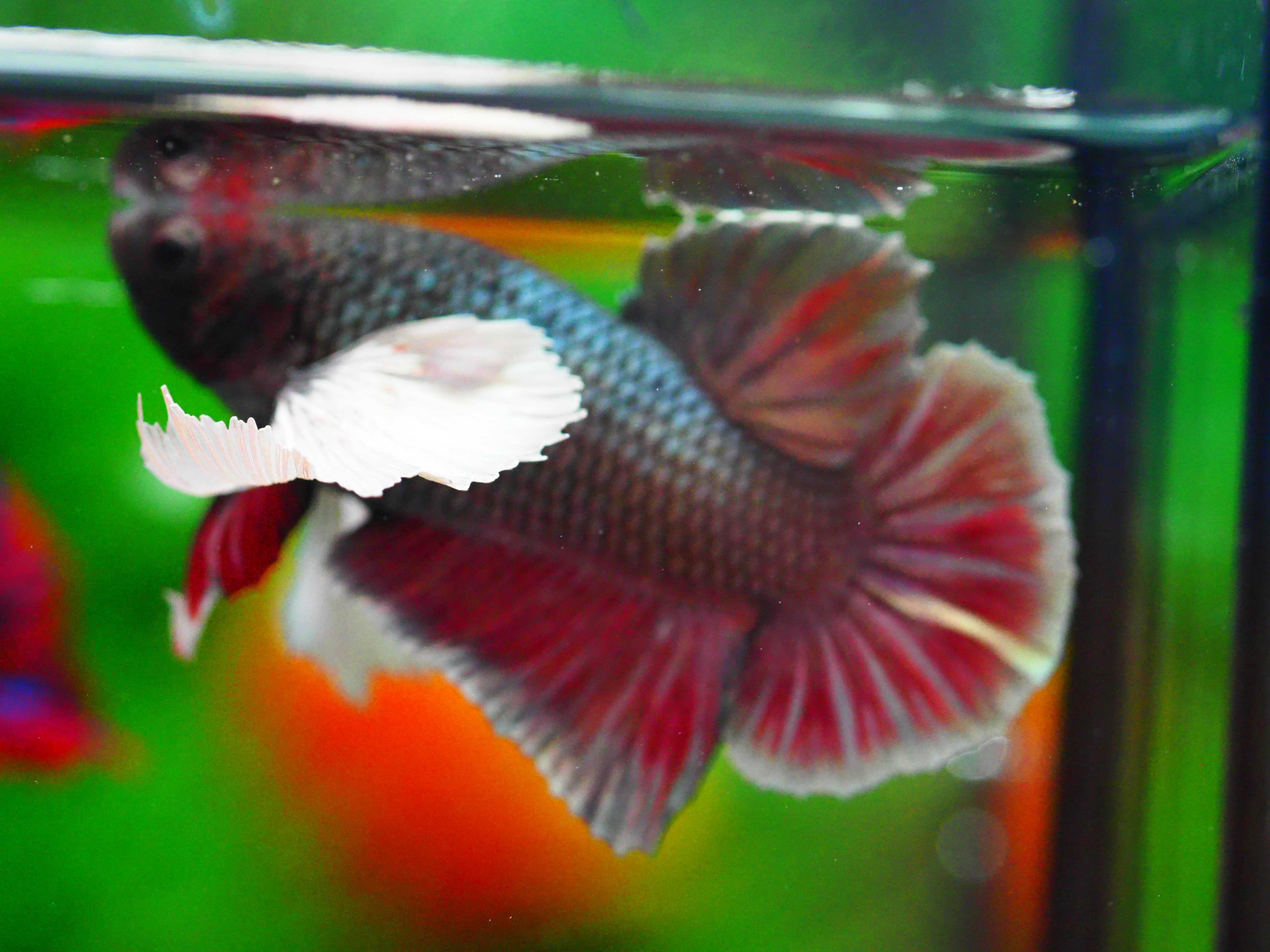 HMPK DUMBO MALE GRADE A +++