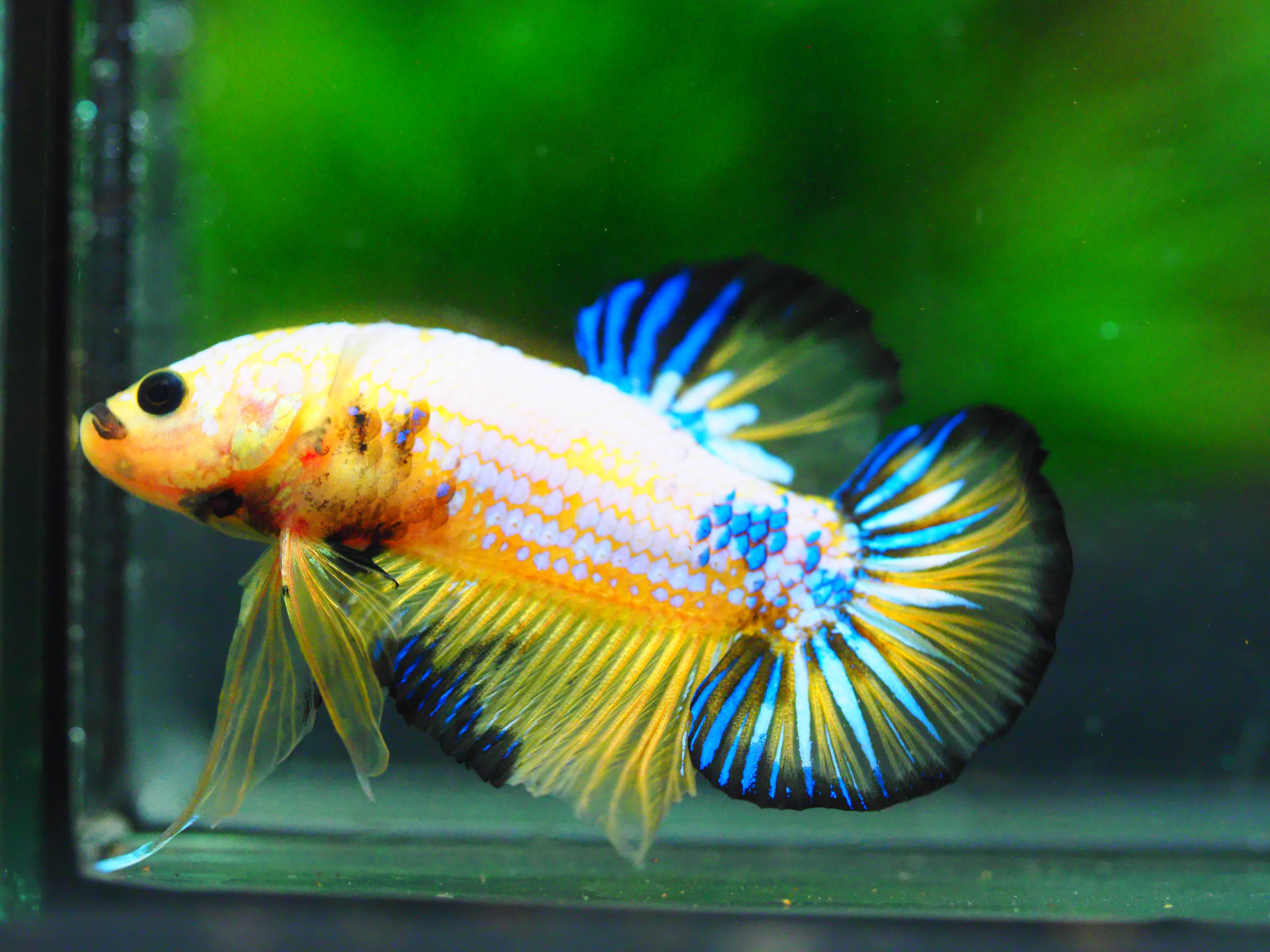 HMPK FANCY MALE GRADE A +++