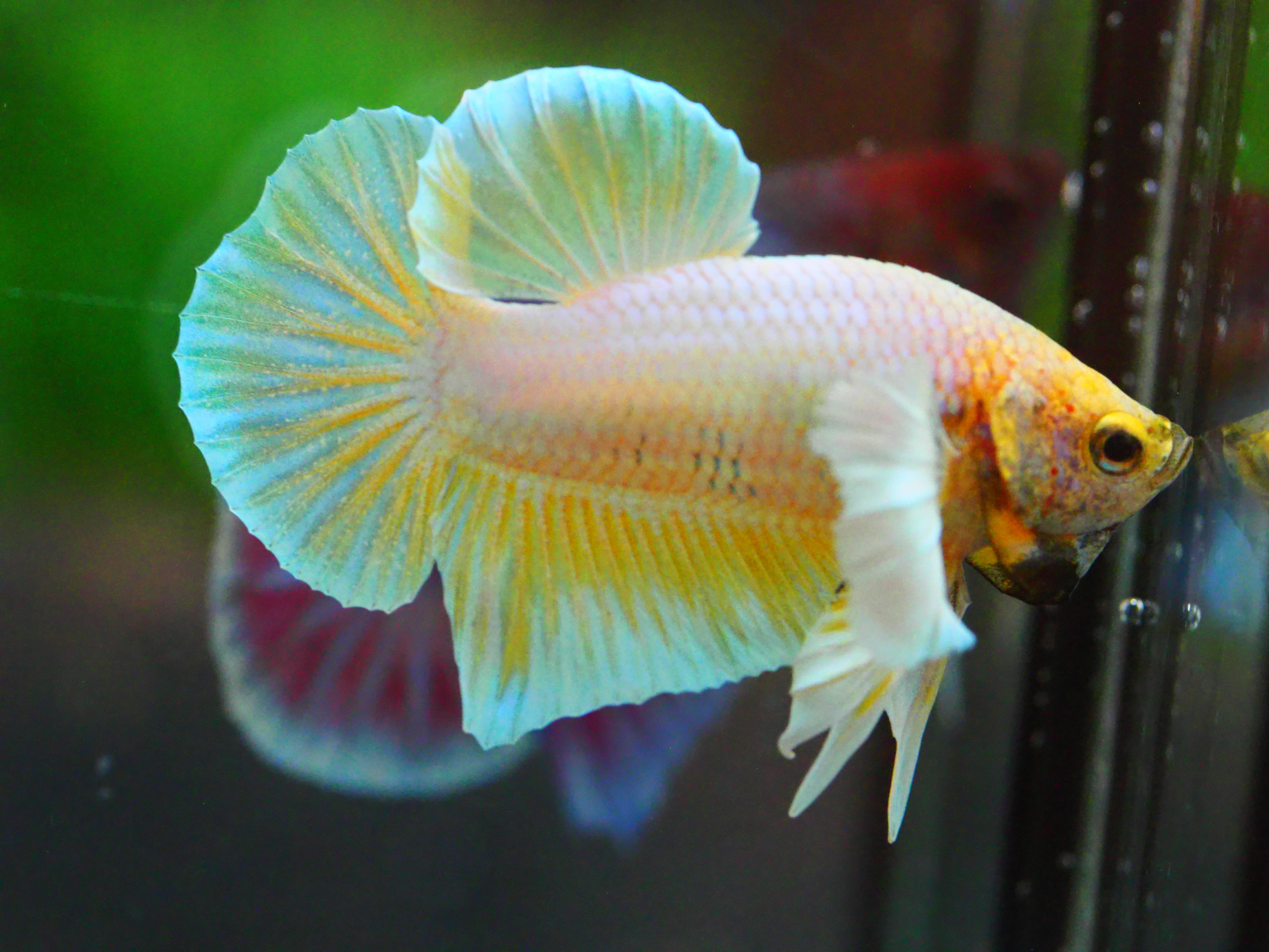 HMPK DUMBO MALE GRADE A +++