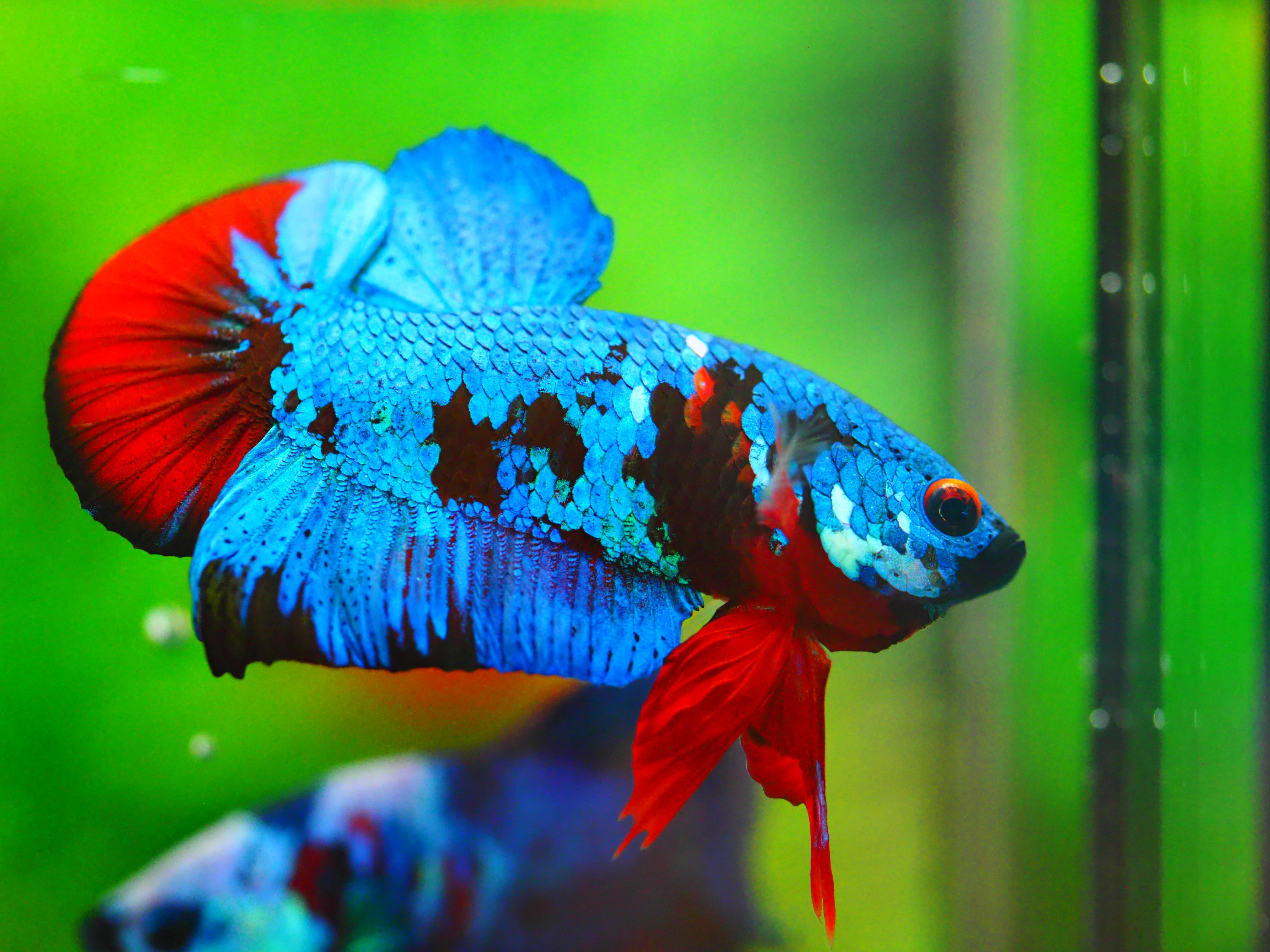 HMPK KOI GALAXY MALE GRADE A +++