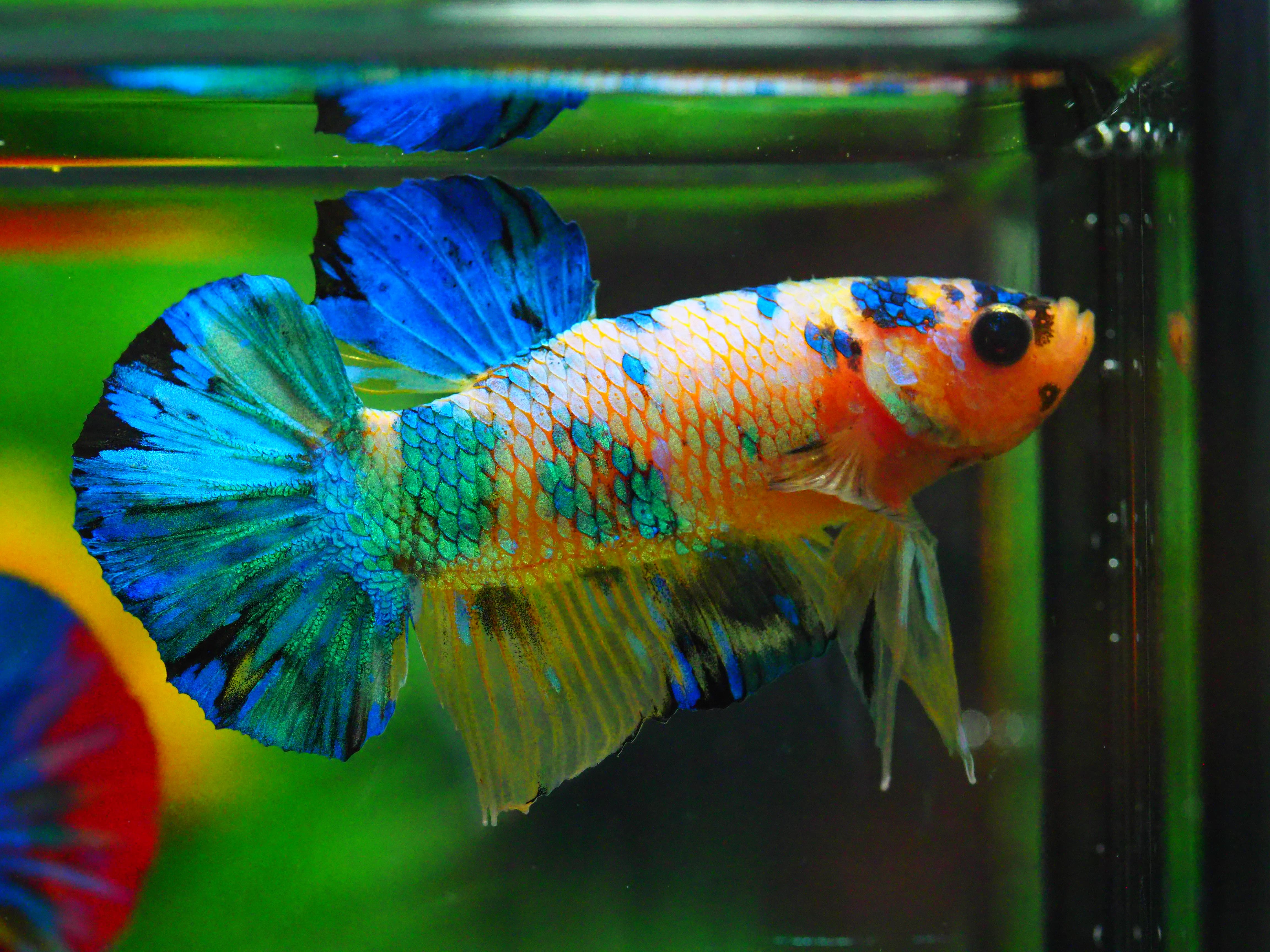 HMPK KOI YELLOW MALE GRADE A +++