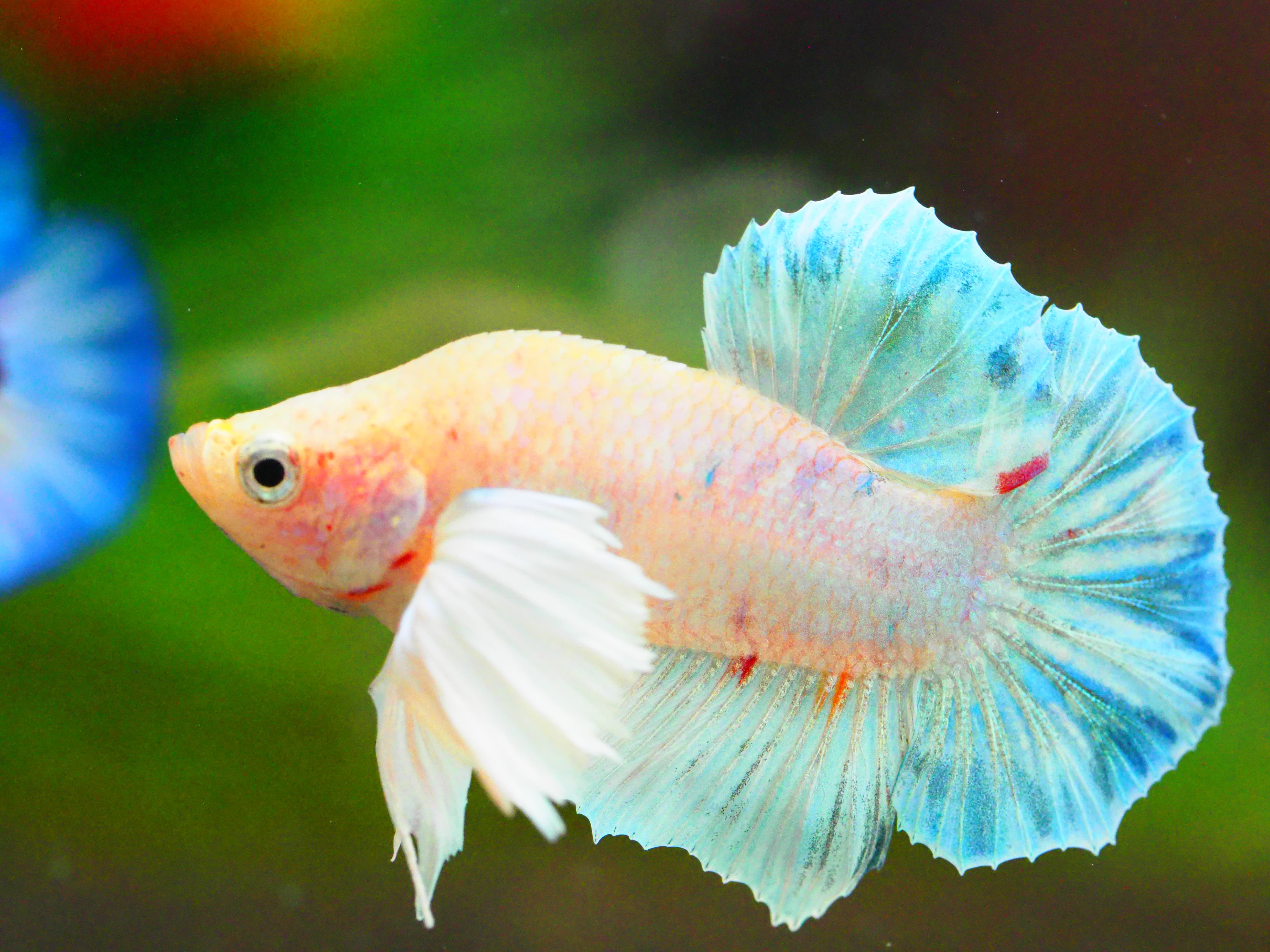 HMPK DUMBO MALE GRADE