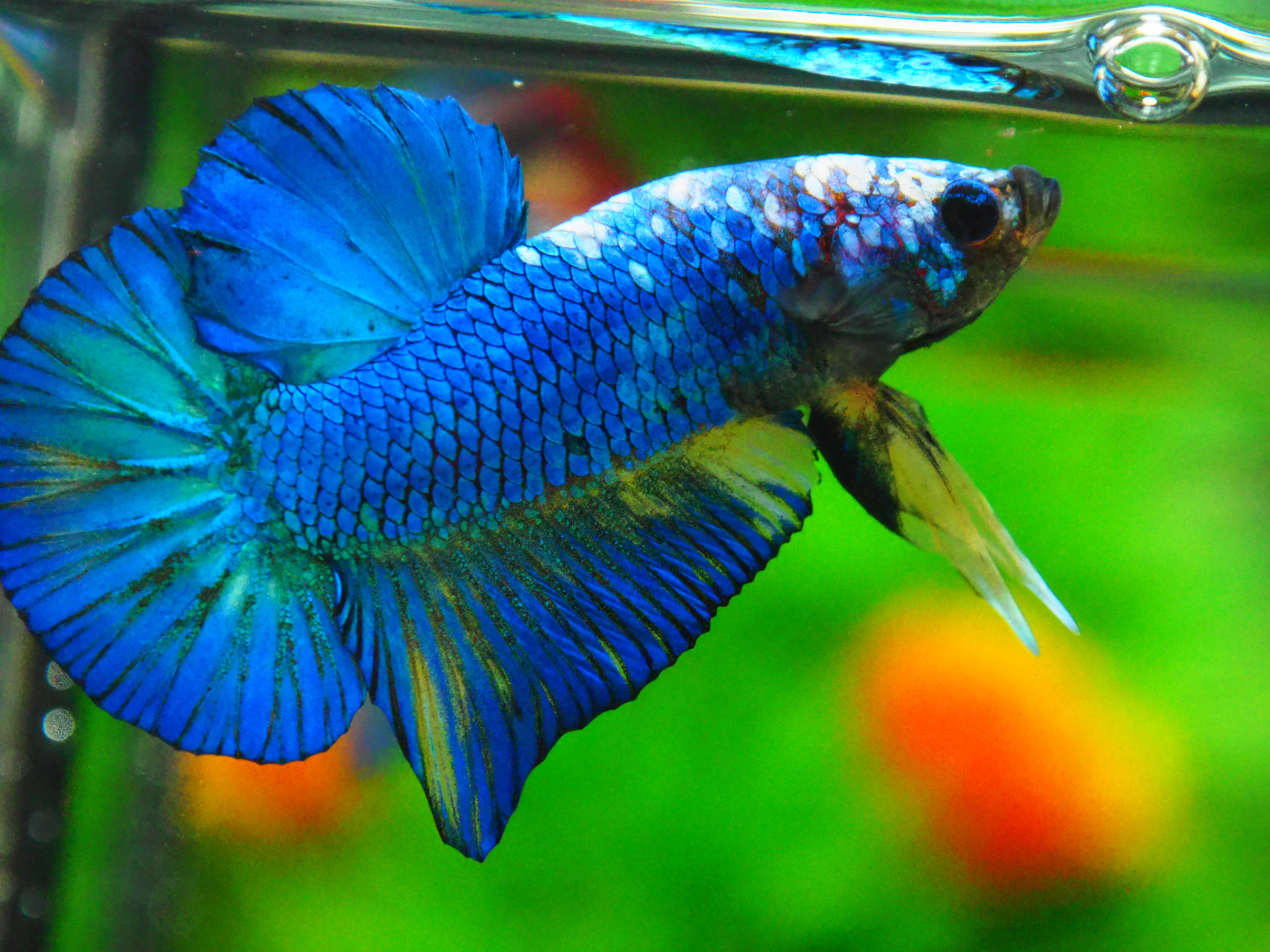 HMPK FANCY MALE GRADE A +++