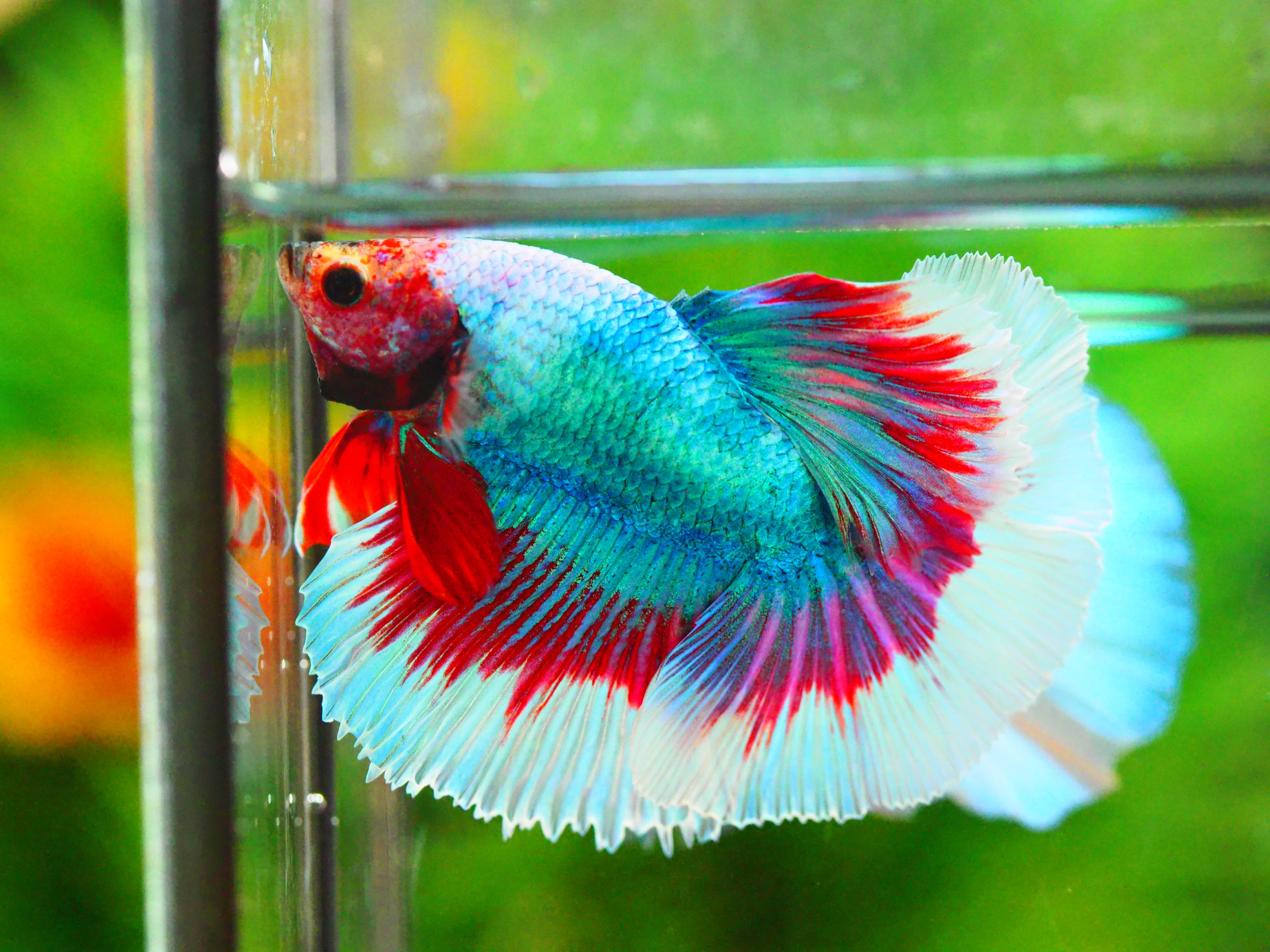 HM FANCY MALE GRADE A +++