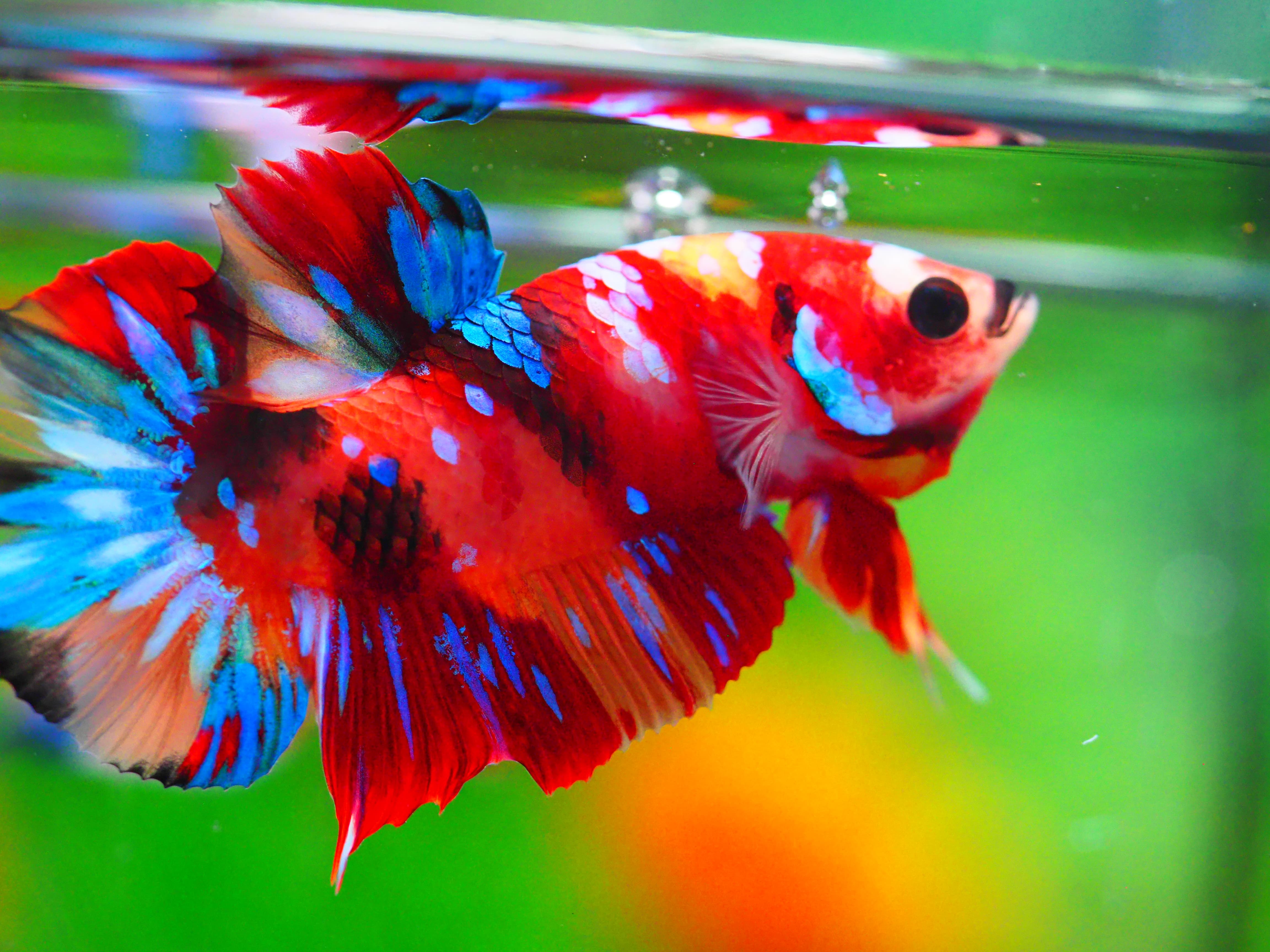 HMPK NEMO GALAXY MALE GRADE A +++