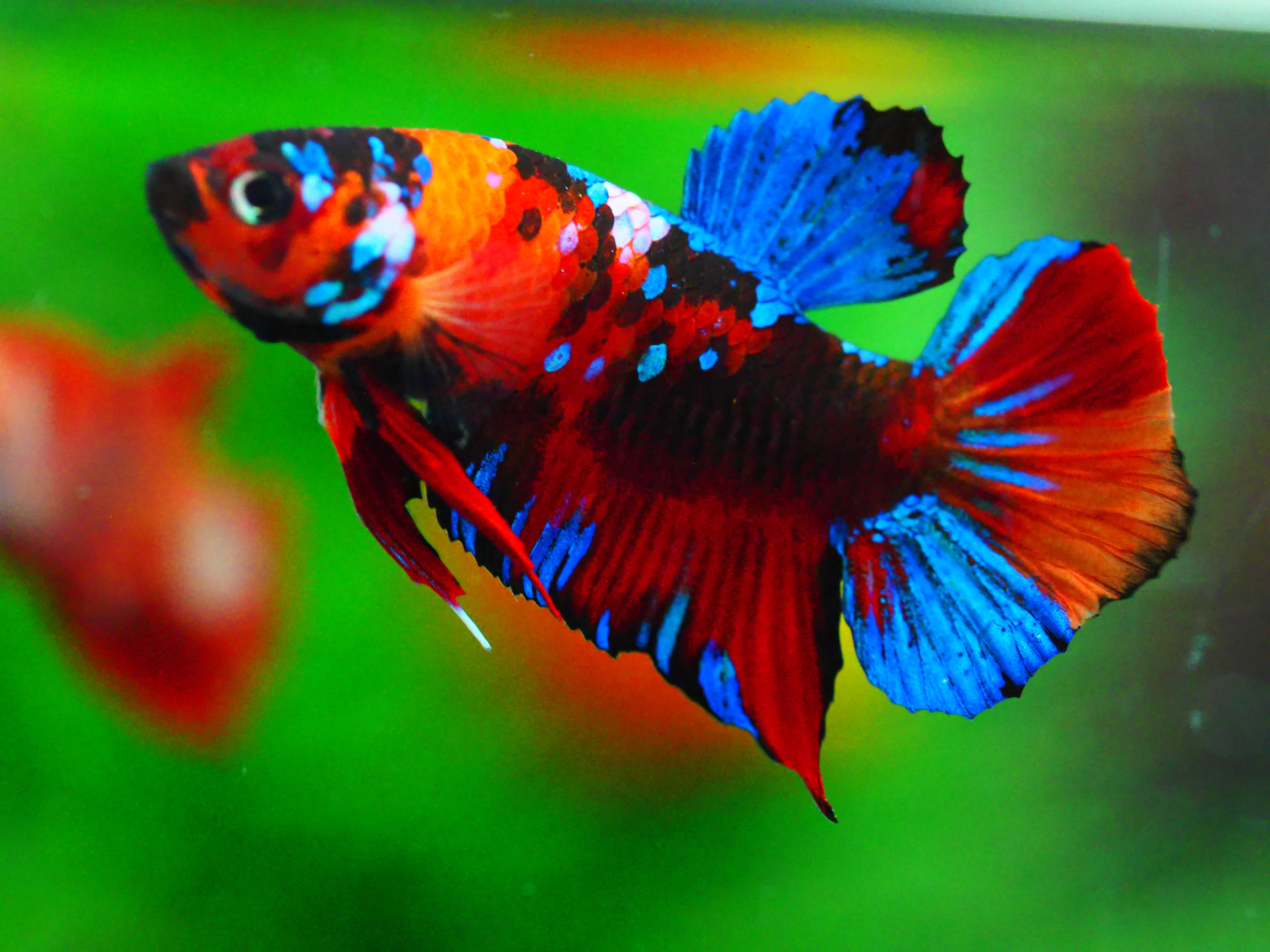 HMPKKOI GALAXY MALE GRADE A +++