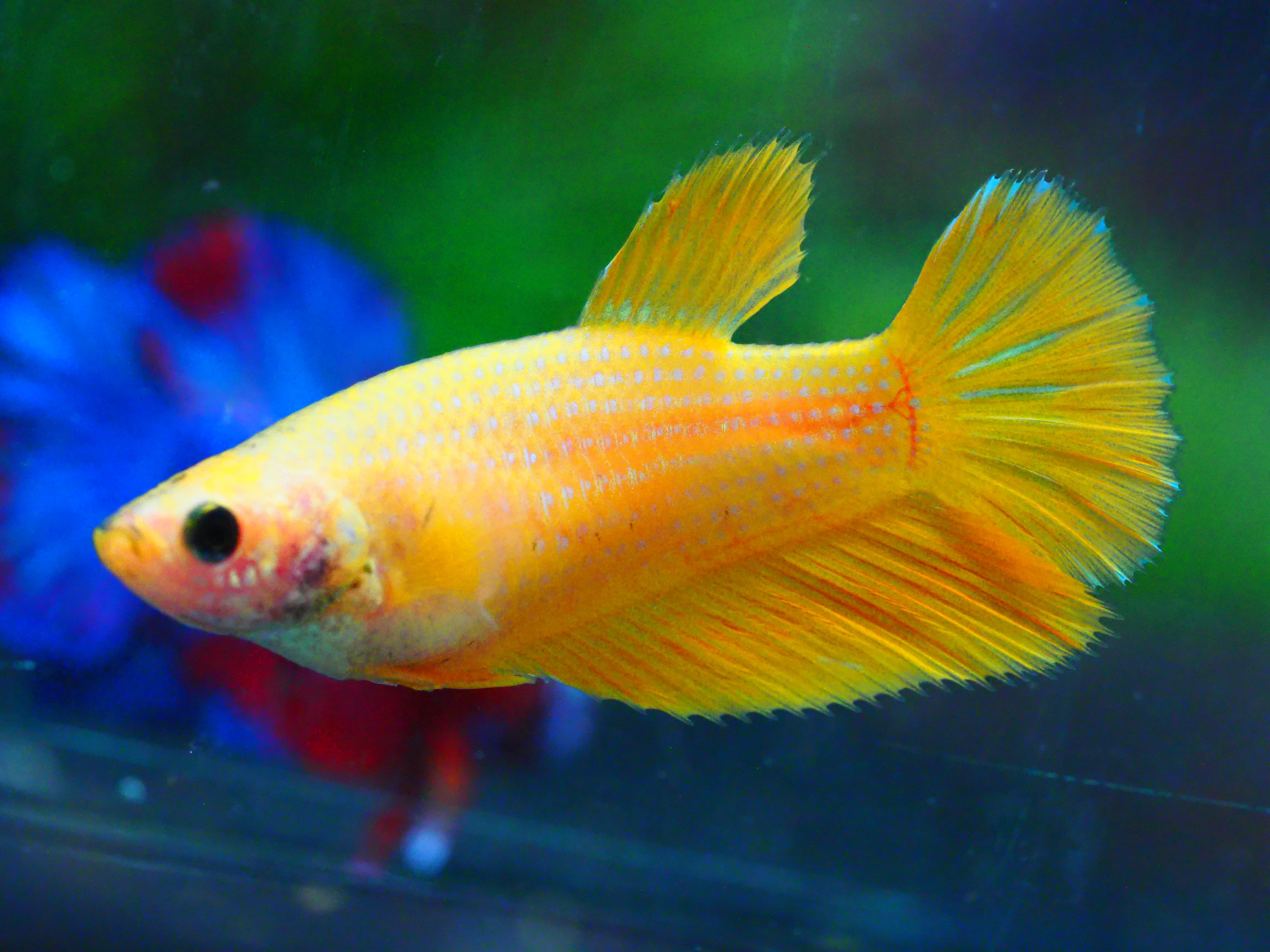 HM YELLOW FNMALE GRADE A +++