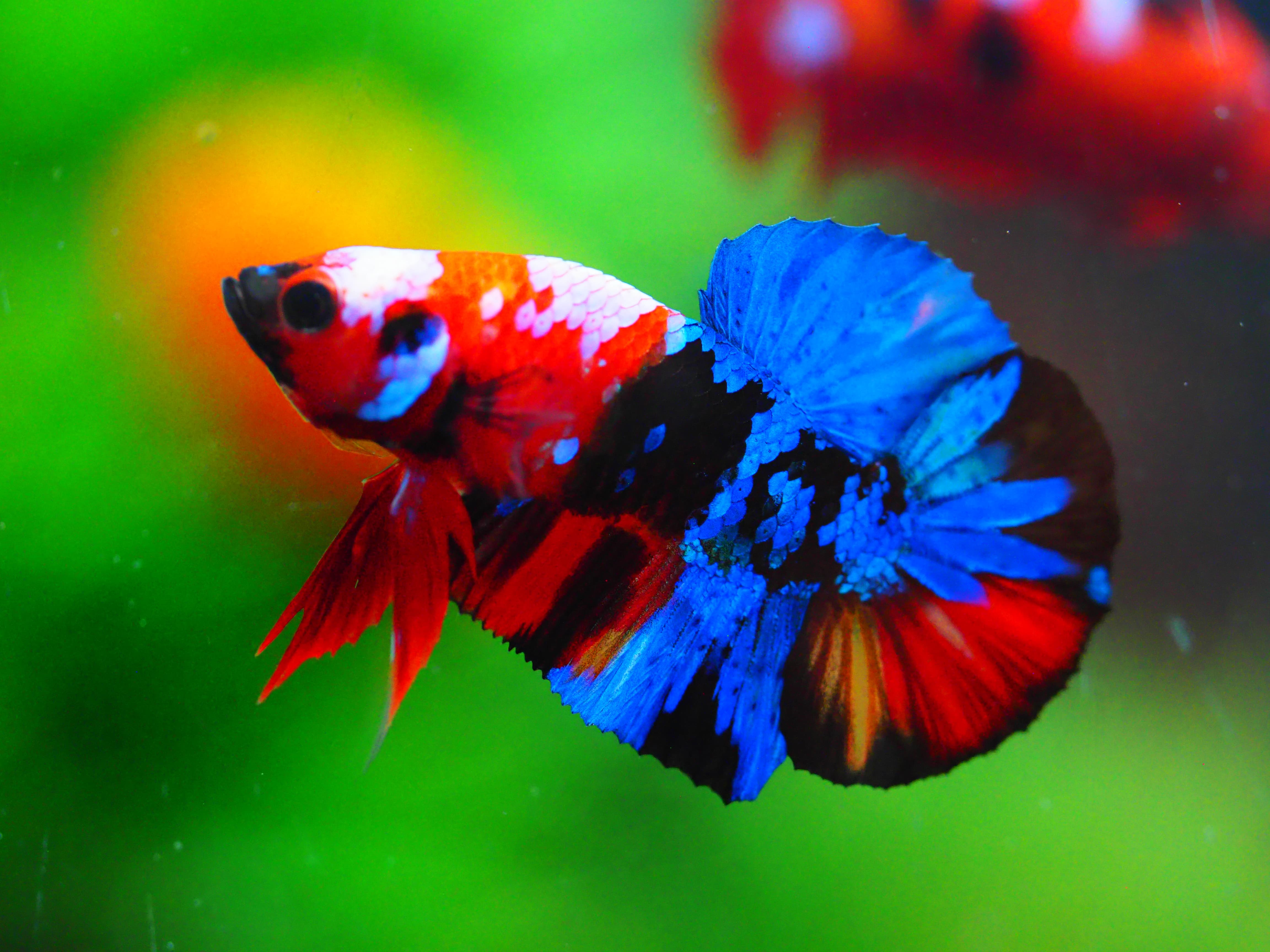 HMPK KIO GALAXY MALE GRADE A +++