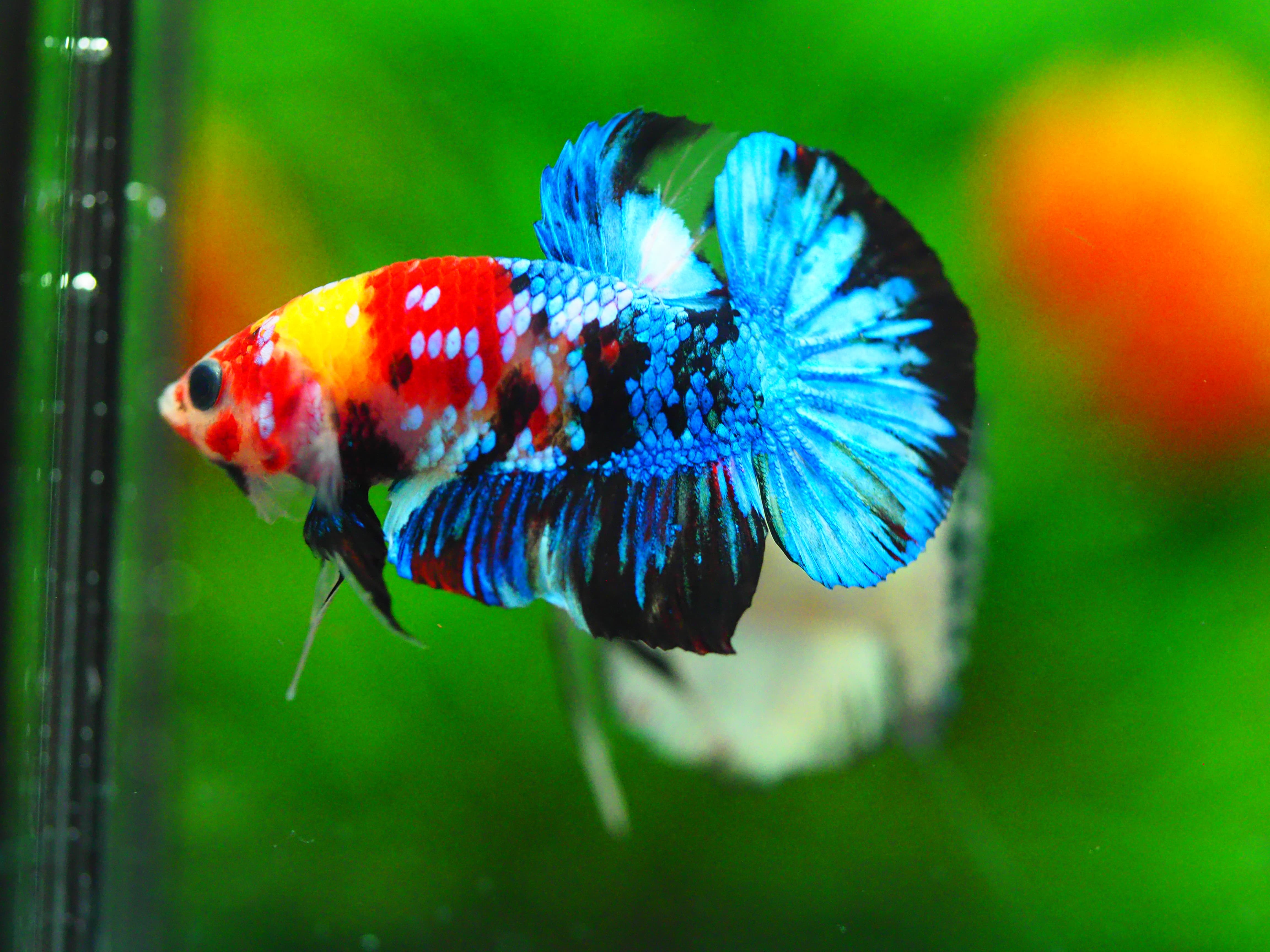 HMPK KOI GALAXY MALE GRADE A +++