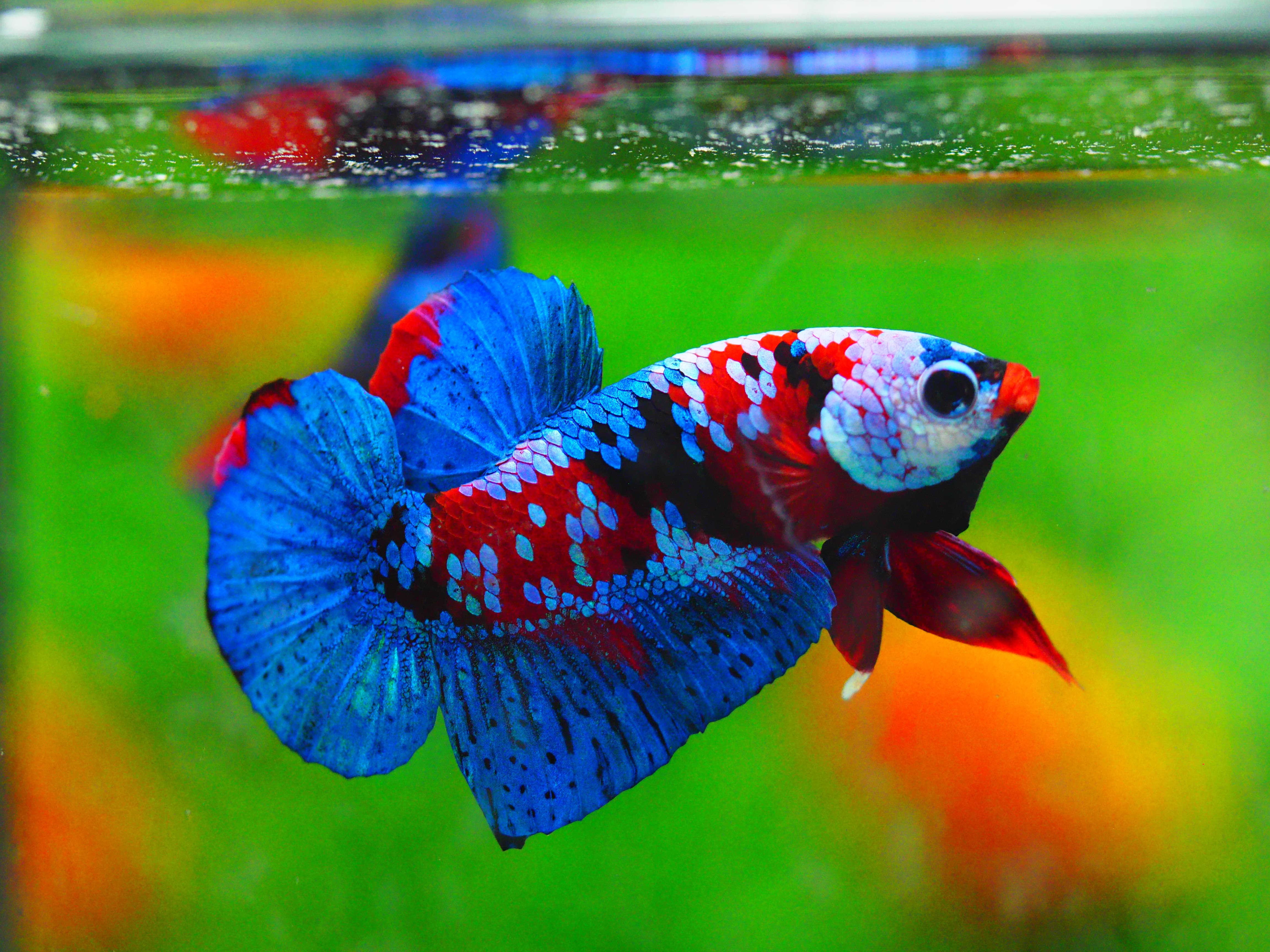 HMPK KOI GALAXY MALE GRADE A +++