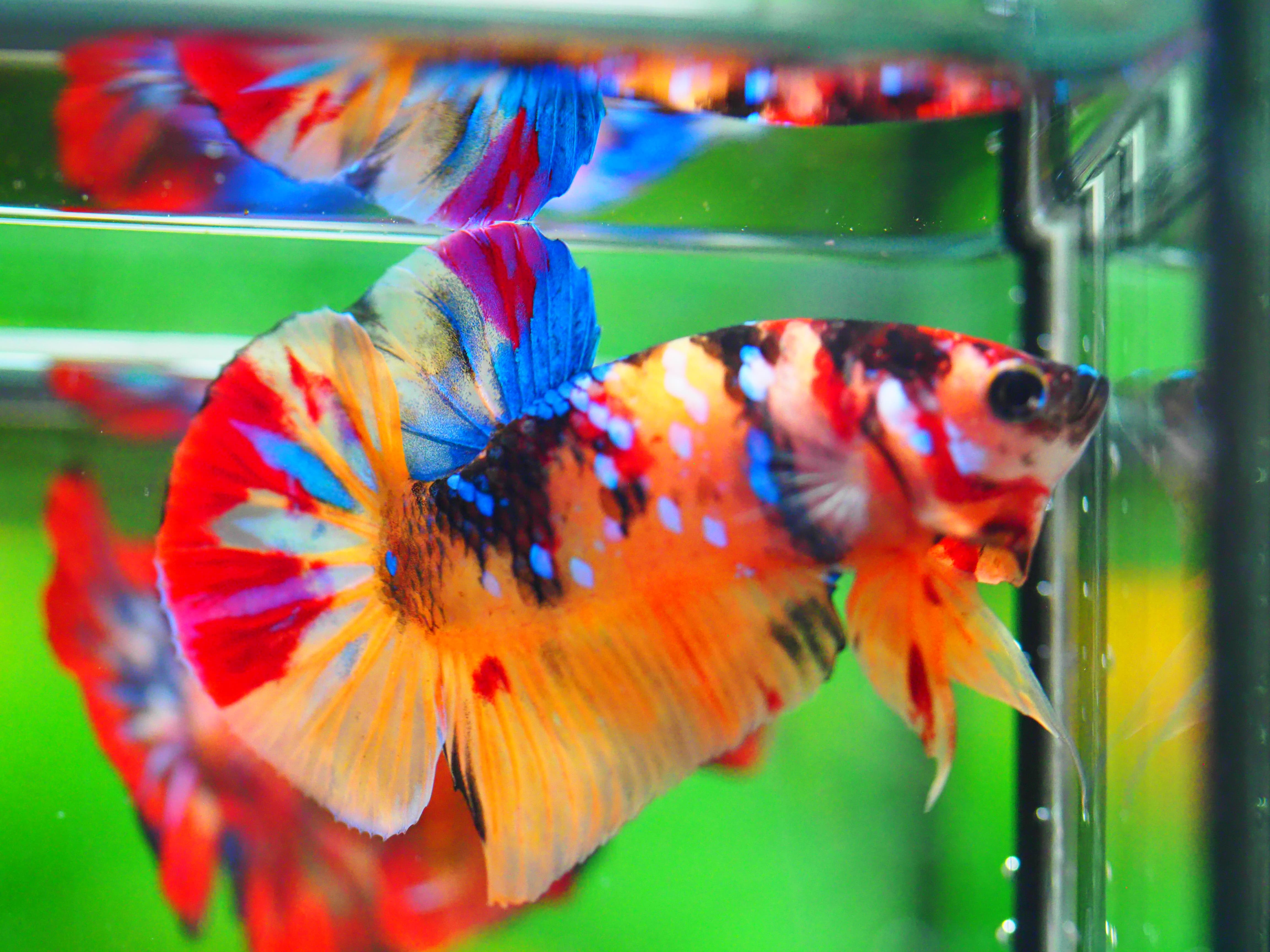 HMPK NEMO GALAXY MALE GRADE A +++