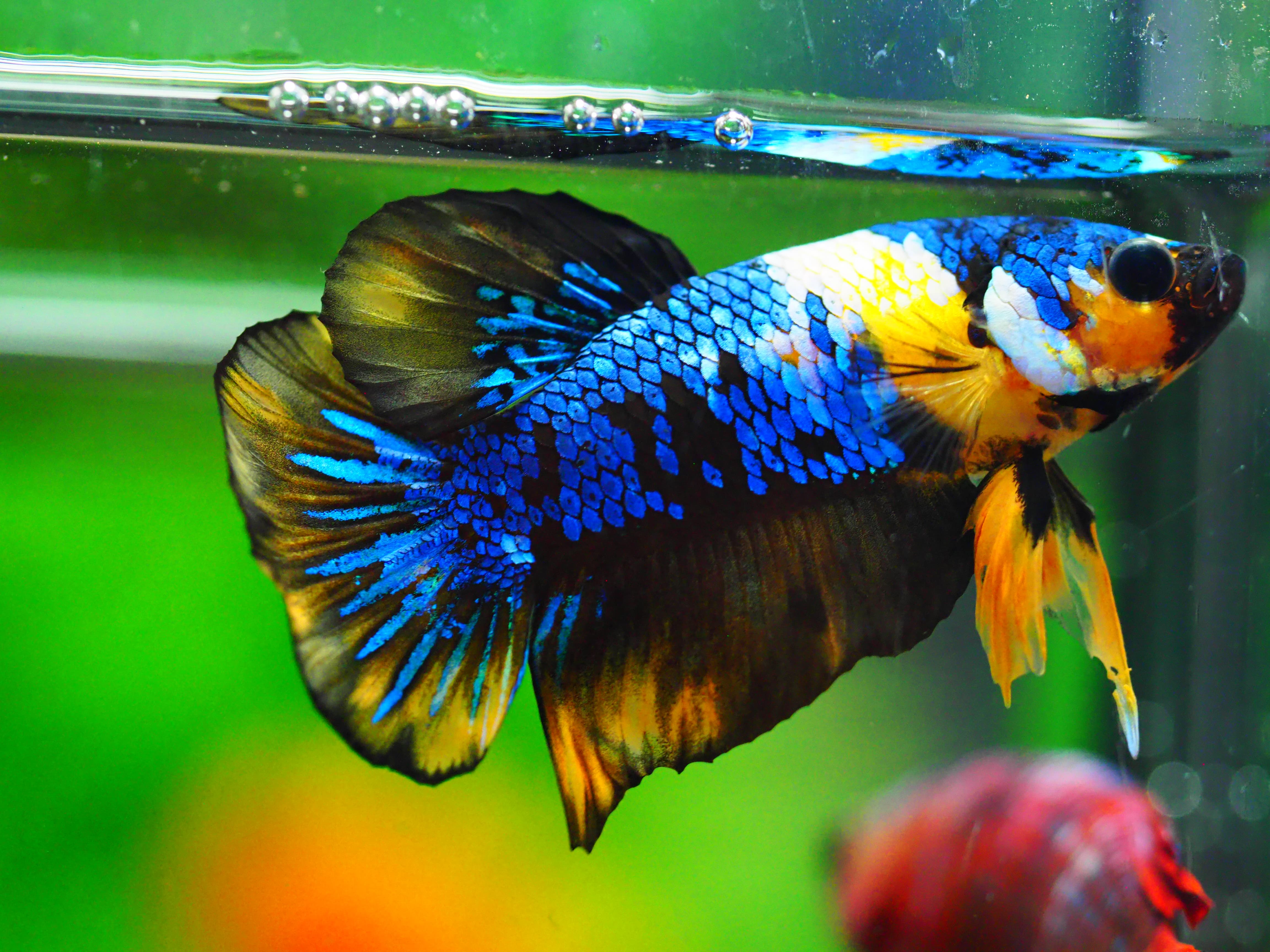 HMPK KOI GALAXY MALE GRADE A +++