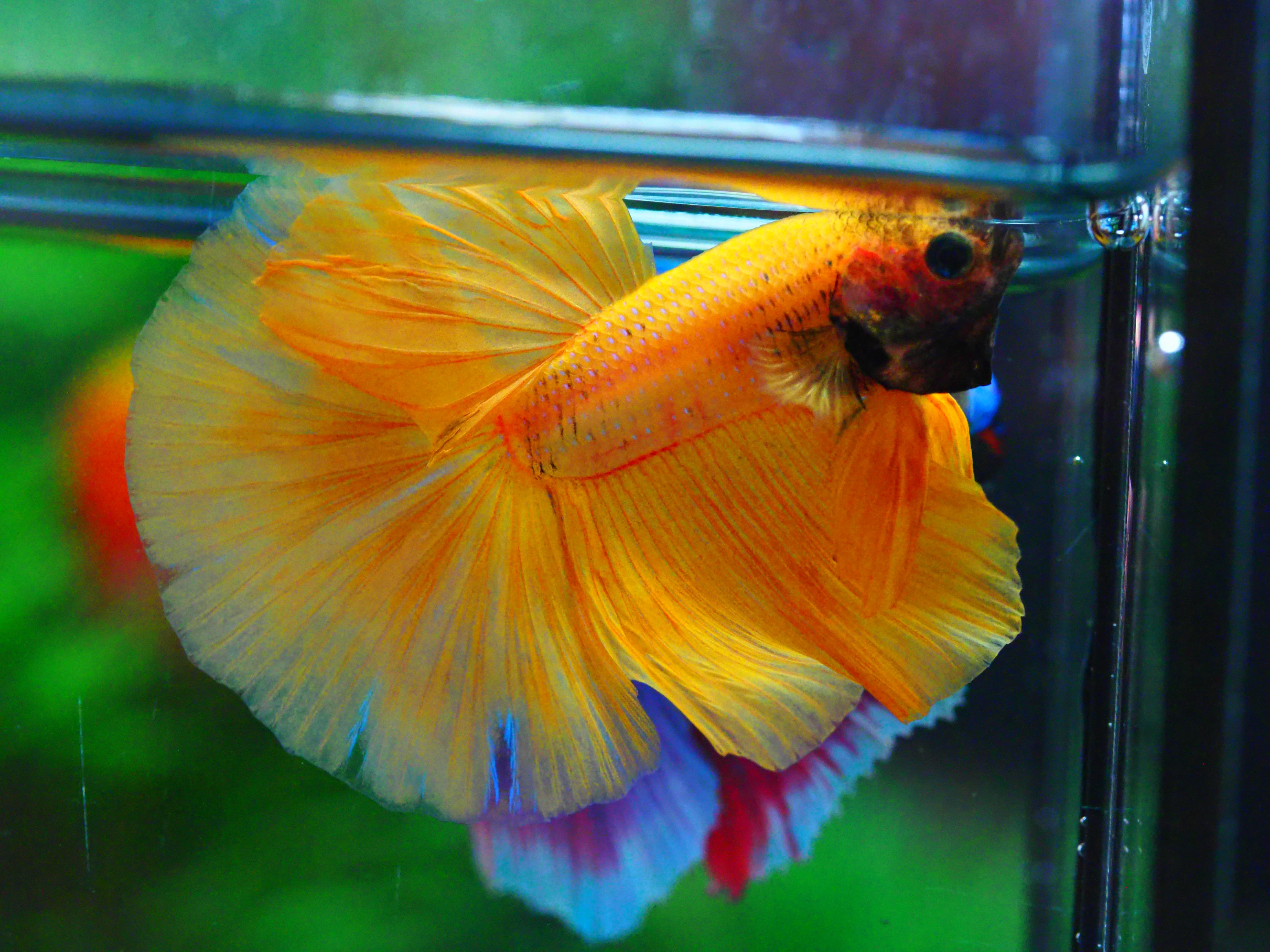 HM YELLOW MALE GRADE A +++