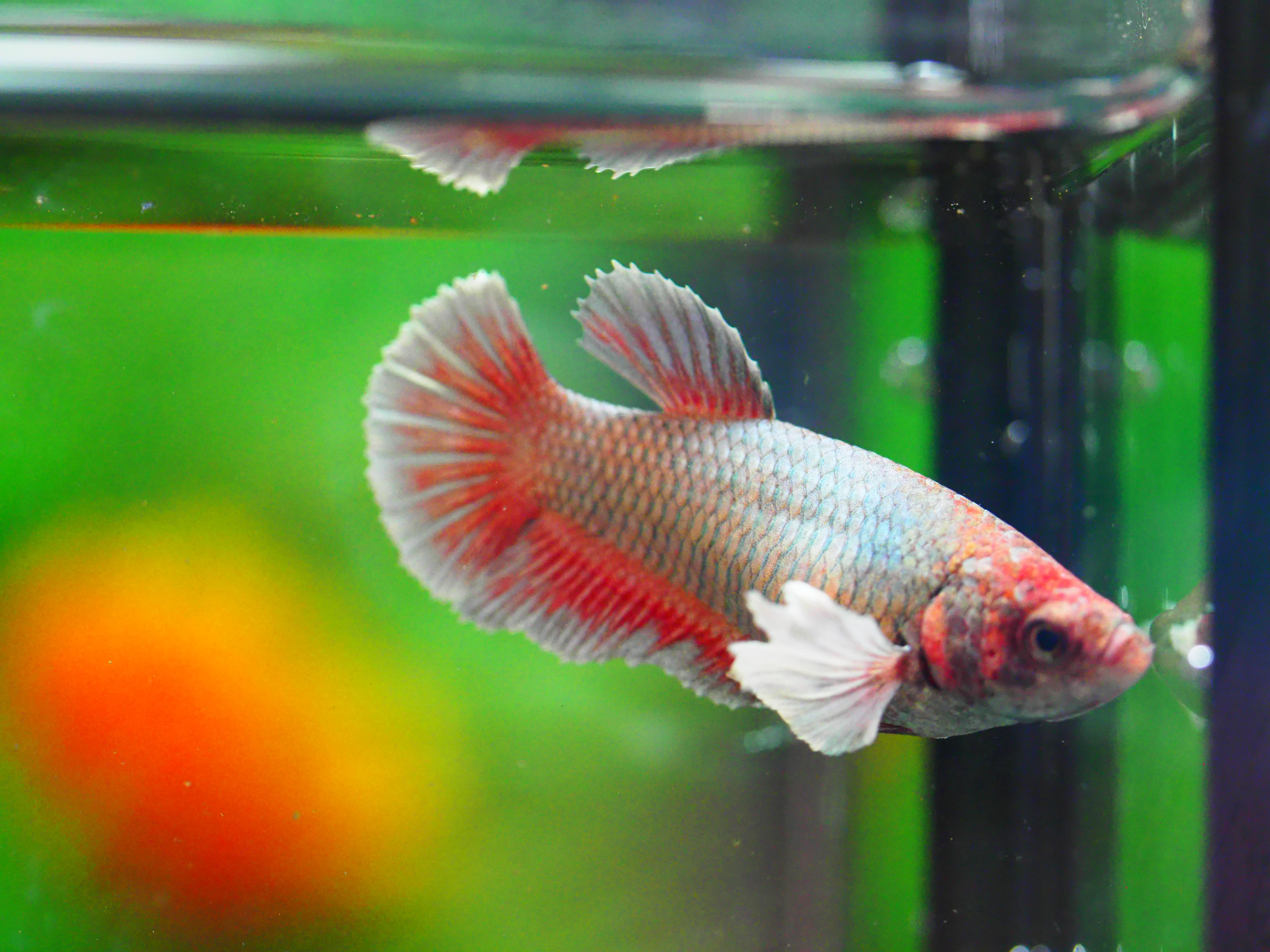 HMPK DUMBO FNMALE GRADE A +++