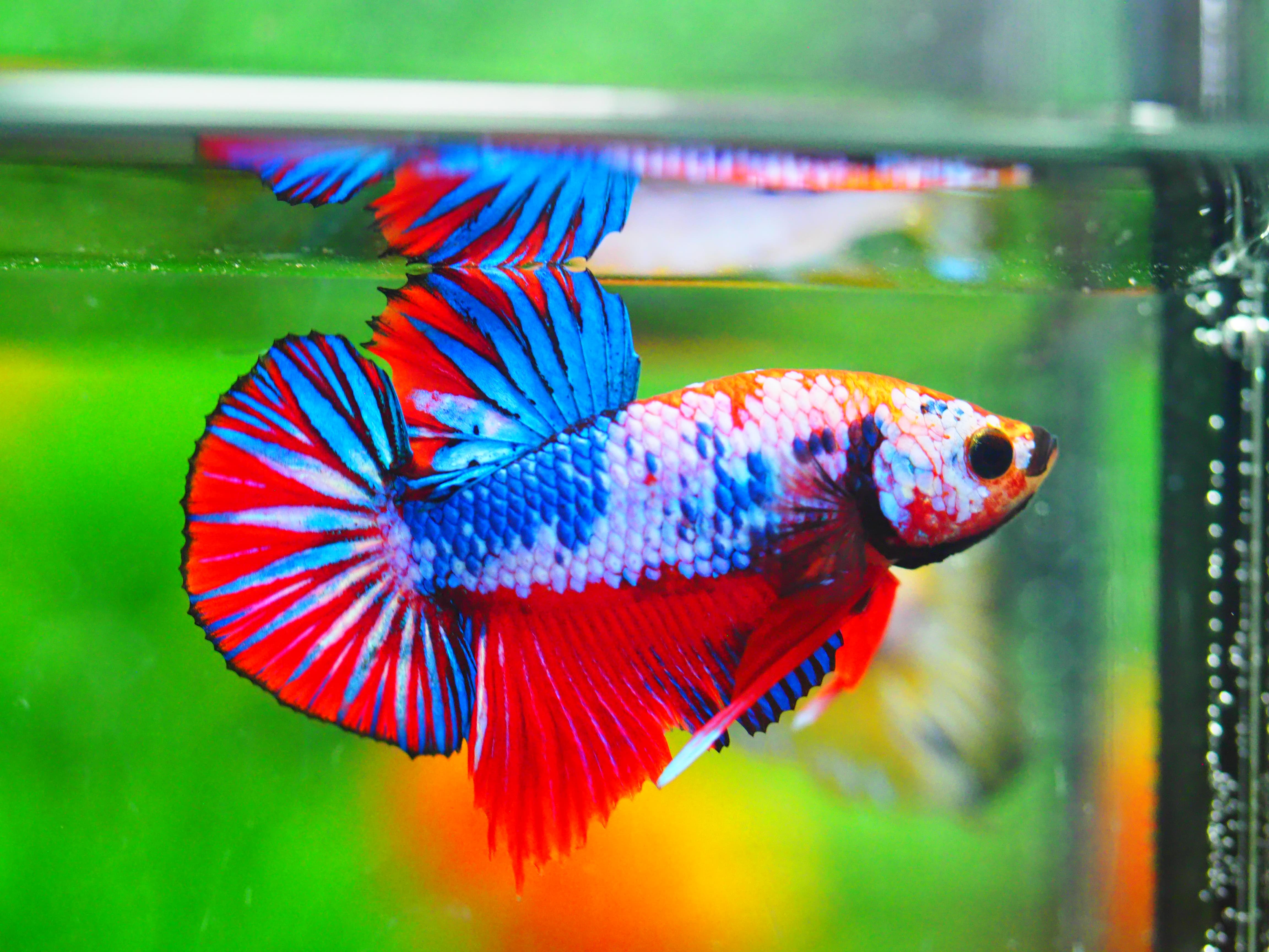 HMPK FANCY MALE GRADE A +++