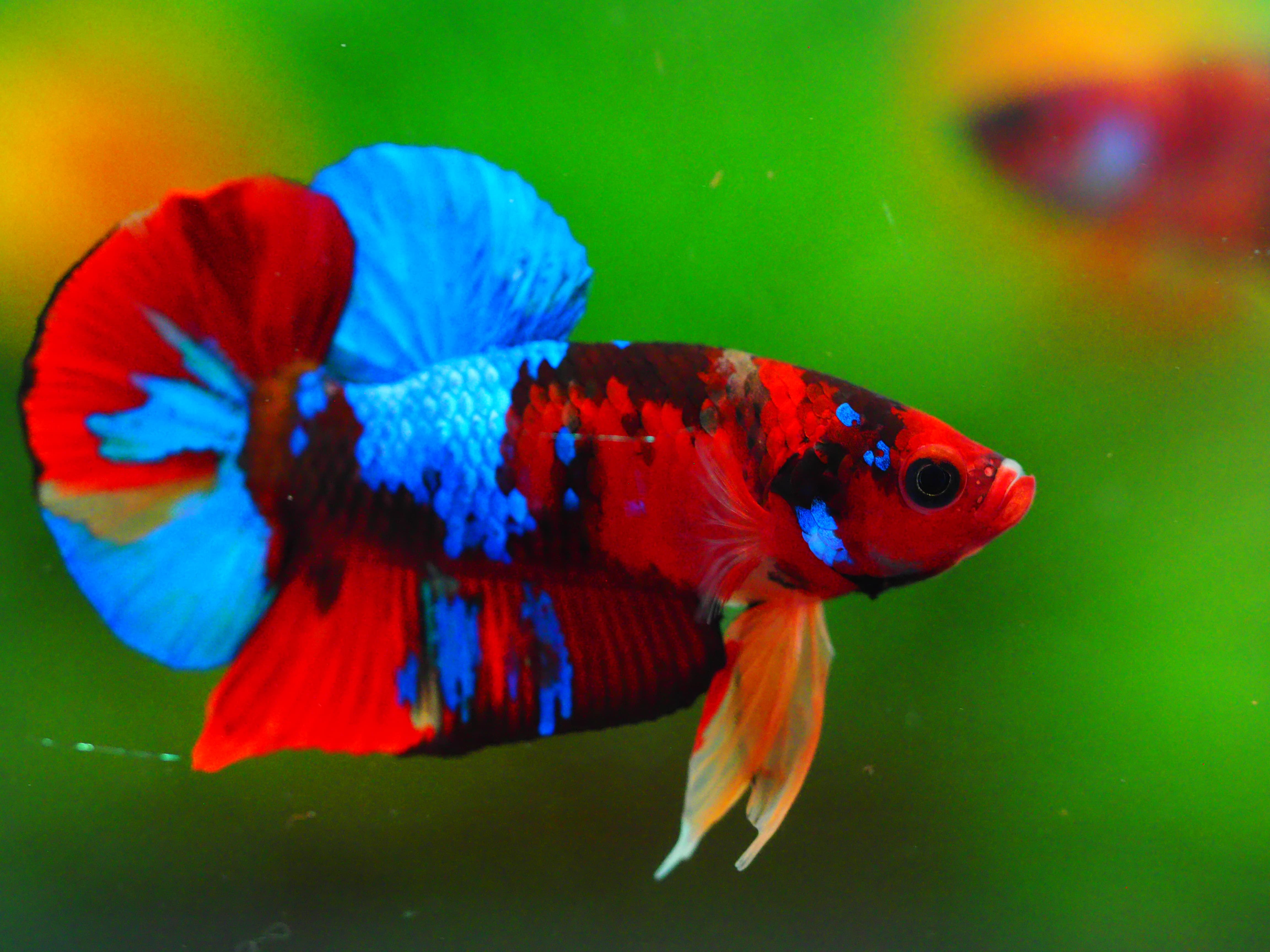 HMPK KOI GALAXY MALE GRADE A +++