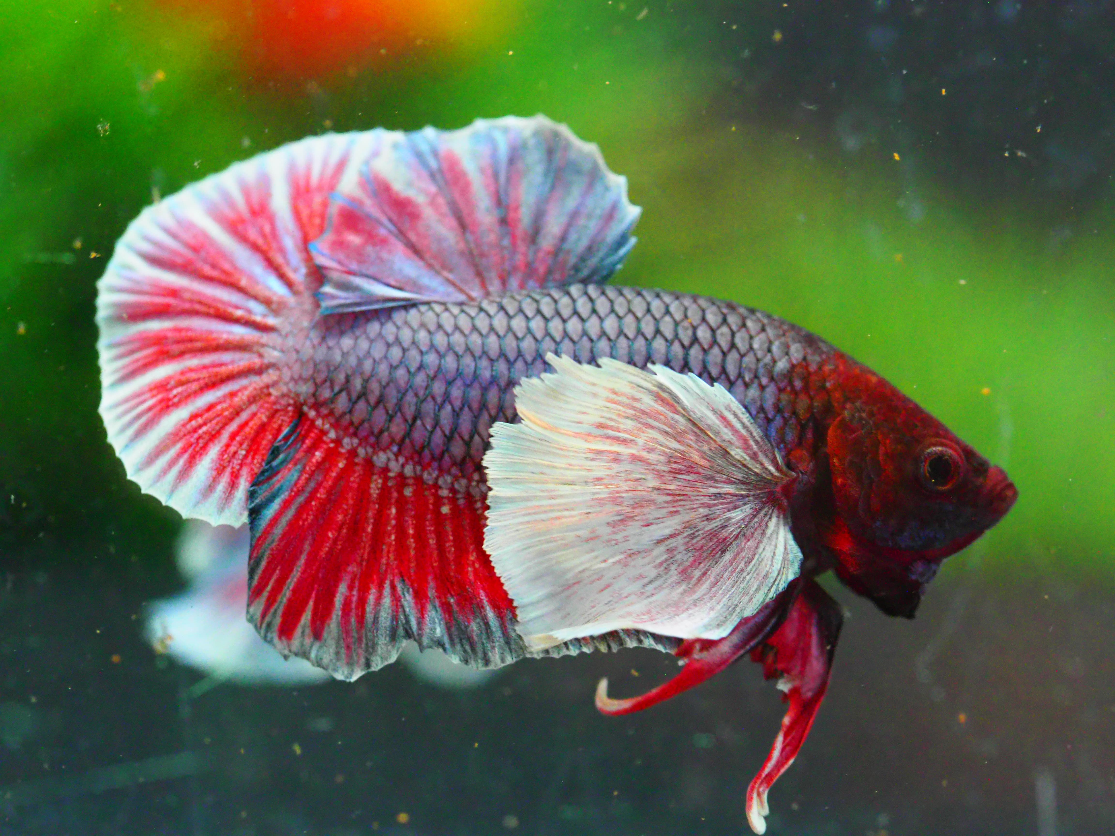 HMPK DUMBO MALE GRADE A +++