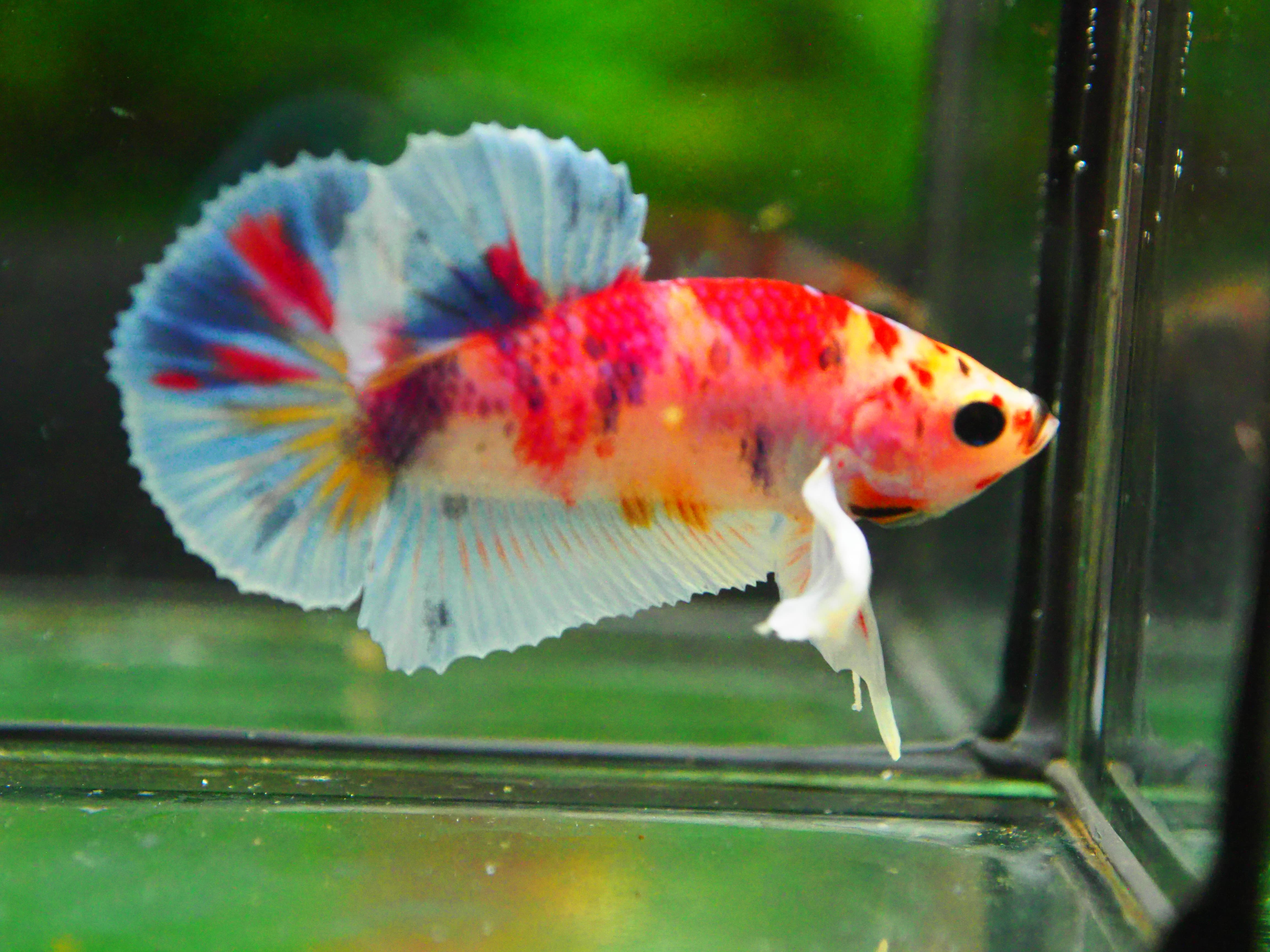 HMPK DUMBO MALE GRADE A +++