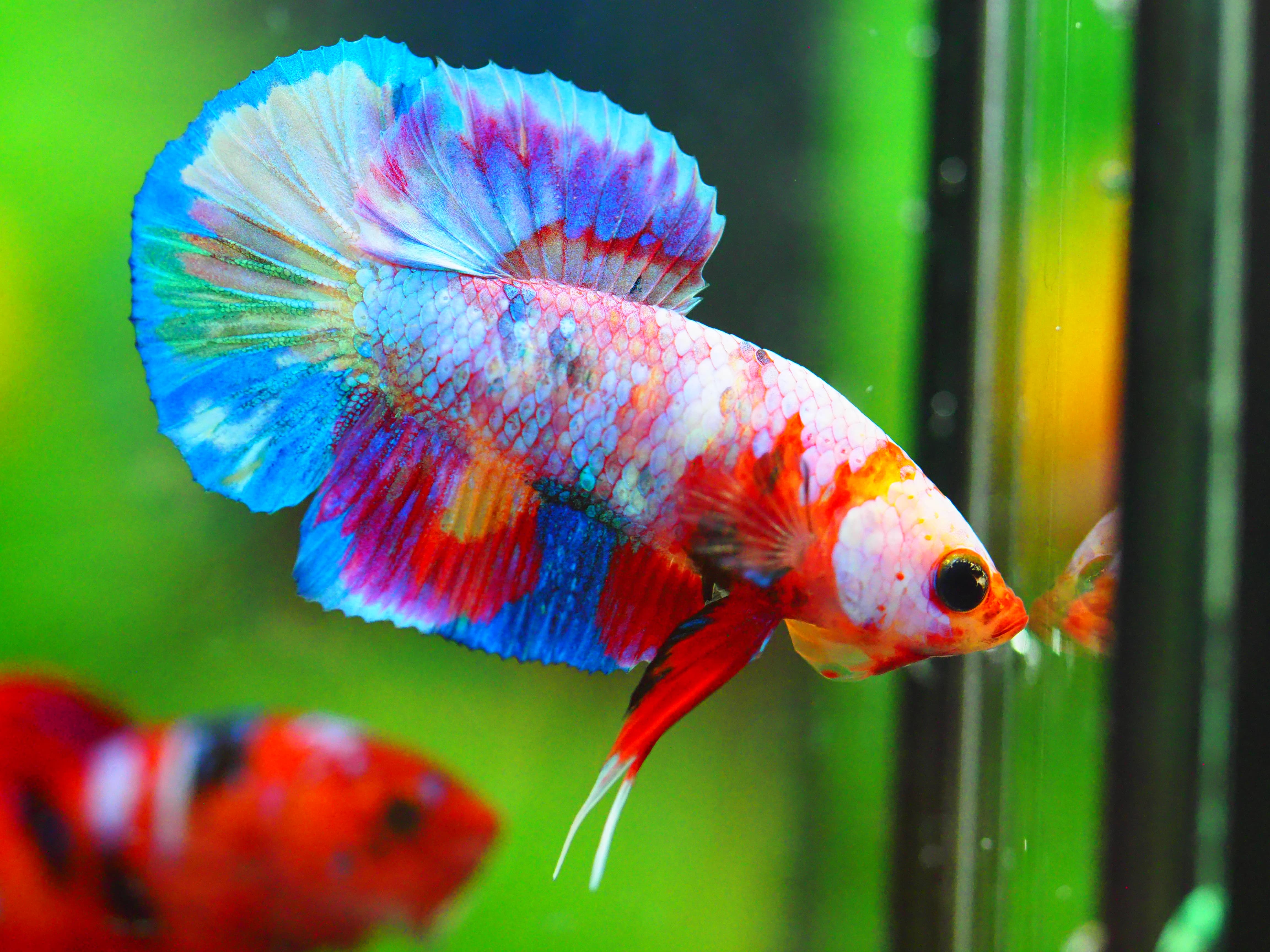 HMPK NEMO GALAXY MALE GRADE A +++