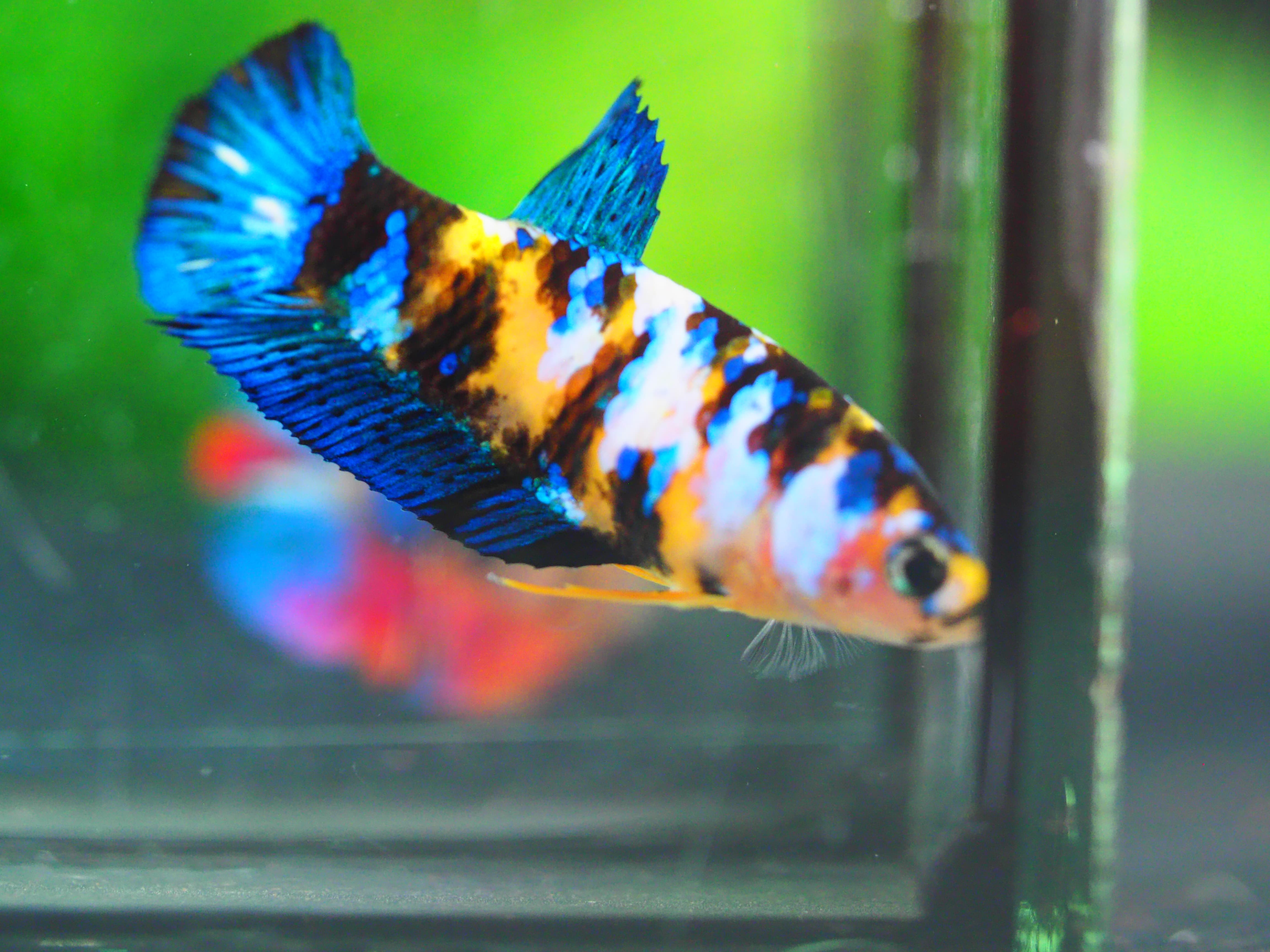HMPK KOI YELLOW GRADE A++ FEMALE