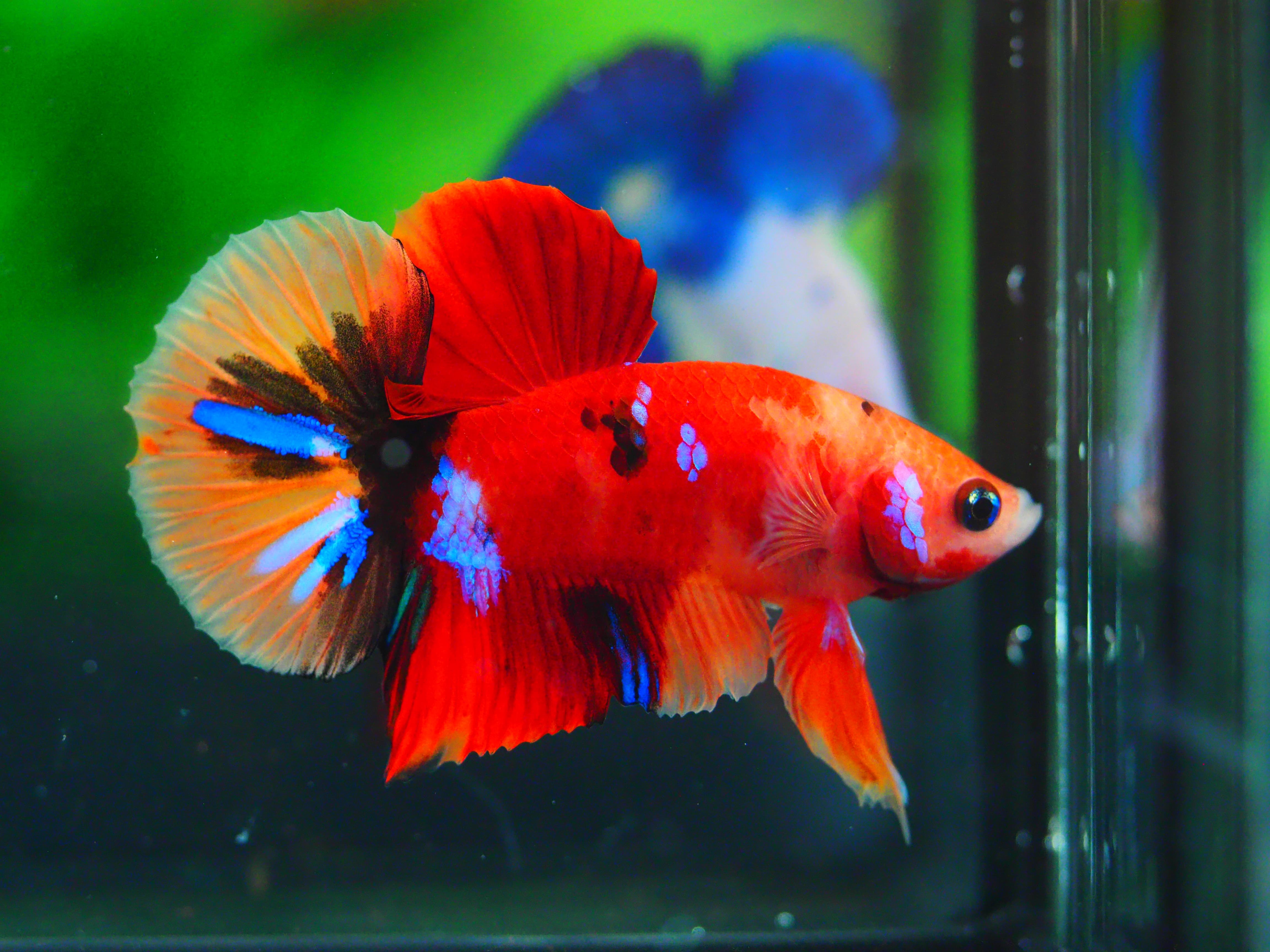 HMPK NEMO GALAXY MALE GRADE A +++ ปลาเด็ก