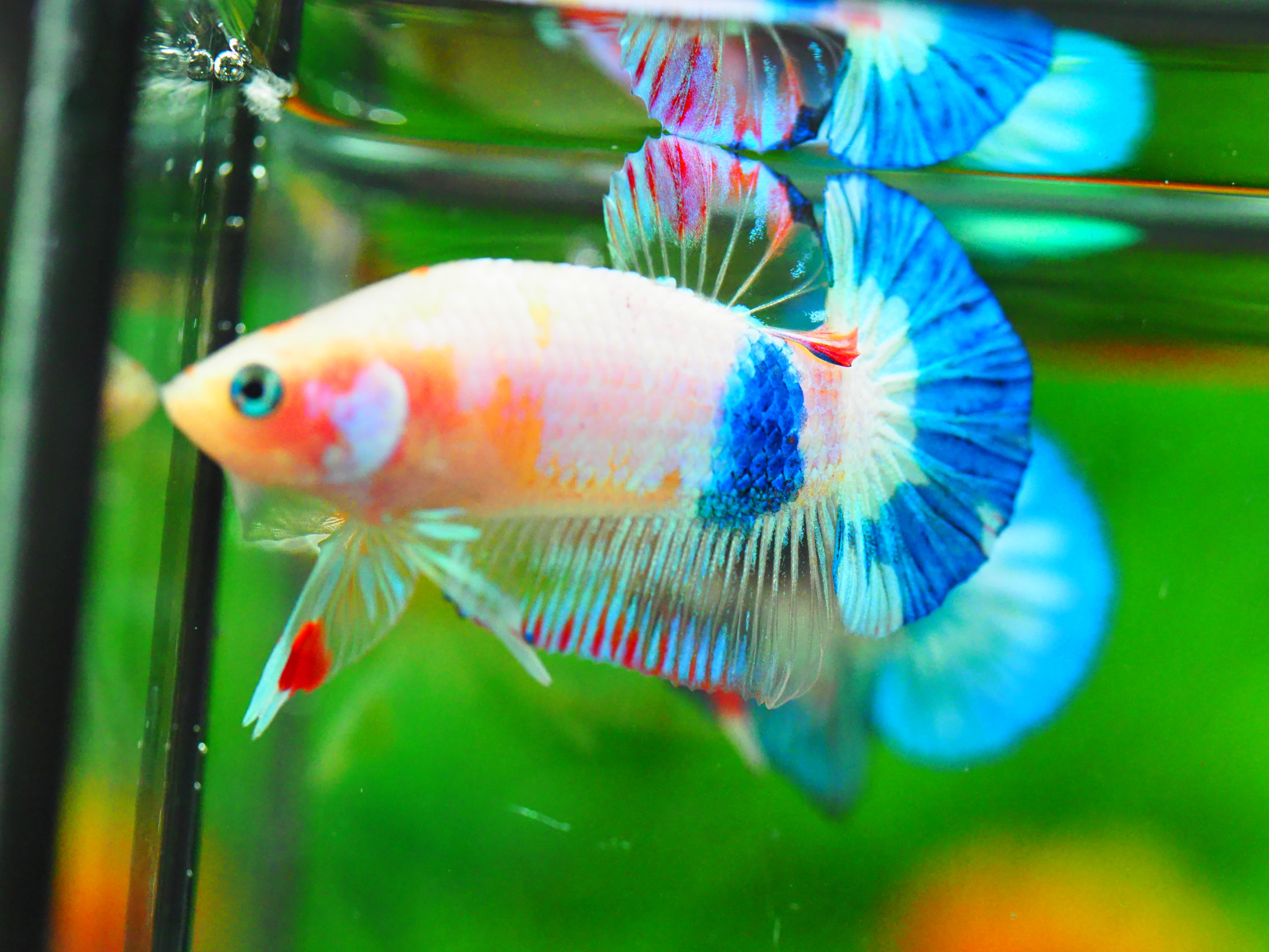 HMPK FANCY MALE GRADE A +++