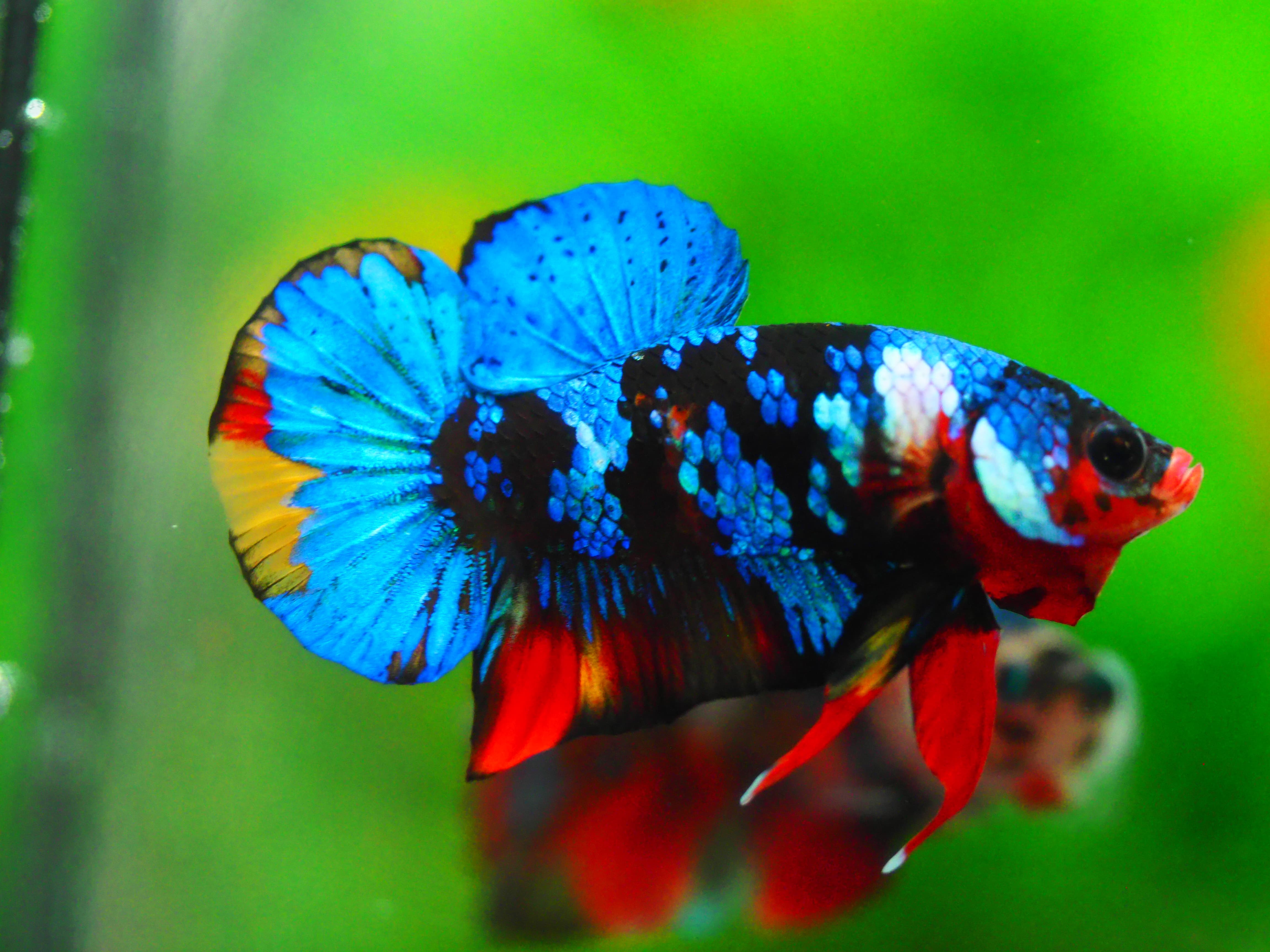 HMPK KOI GALAXY MALE GRADE A +++