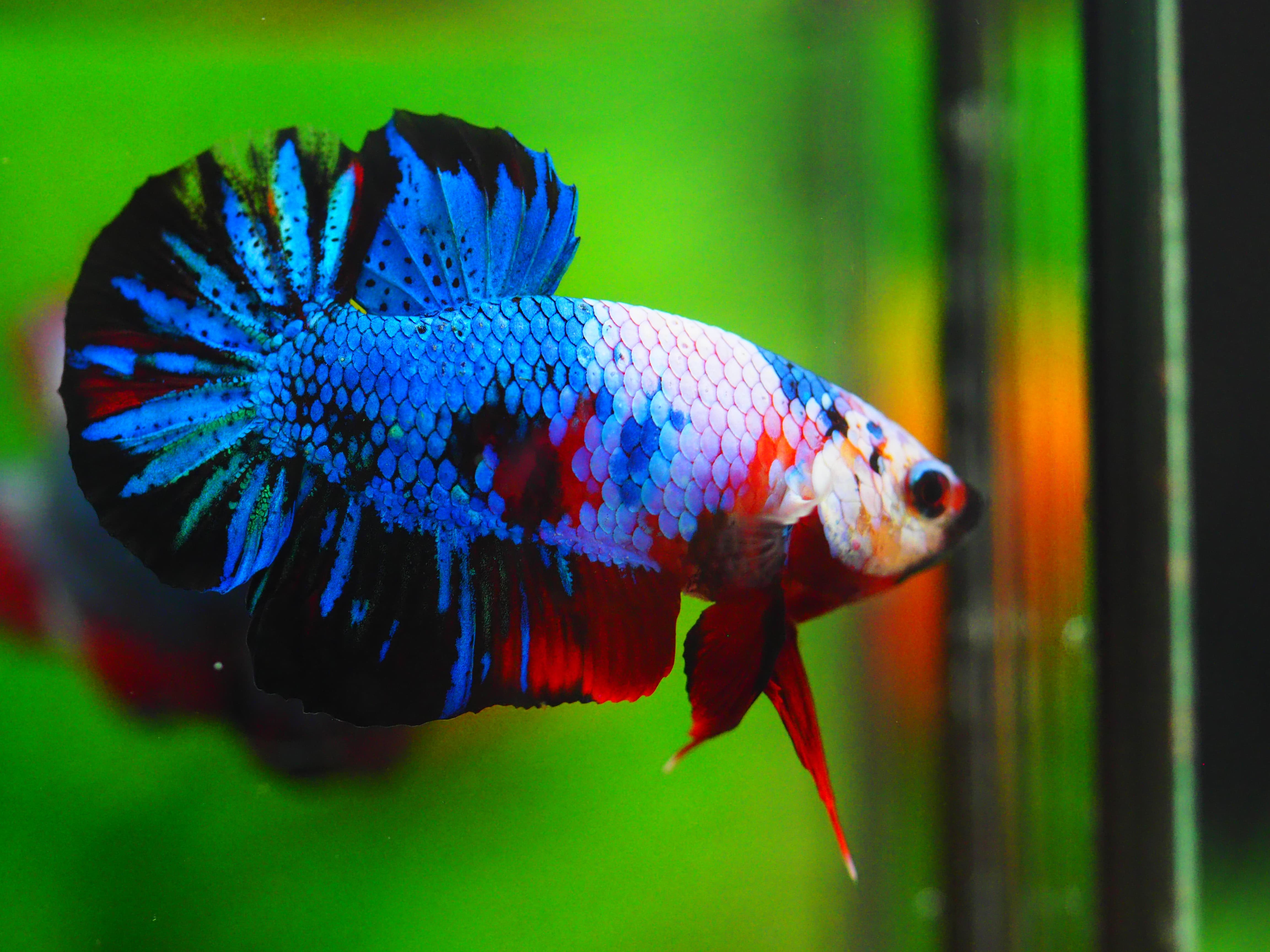 HMPK FANCY MALE GRADE A +++