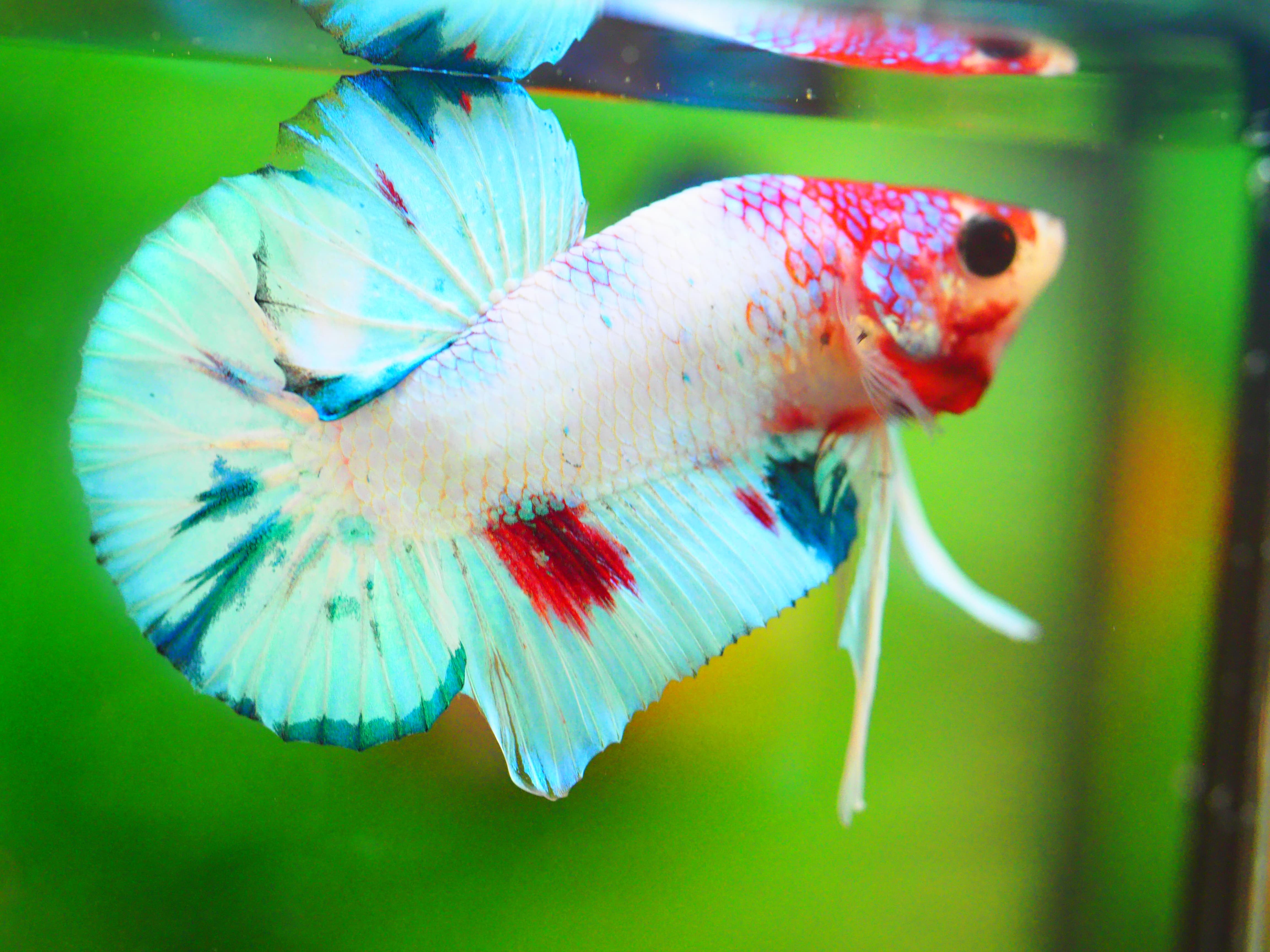 HMPK FANCY MALE GRADE A +++