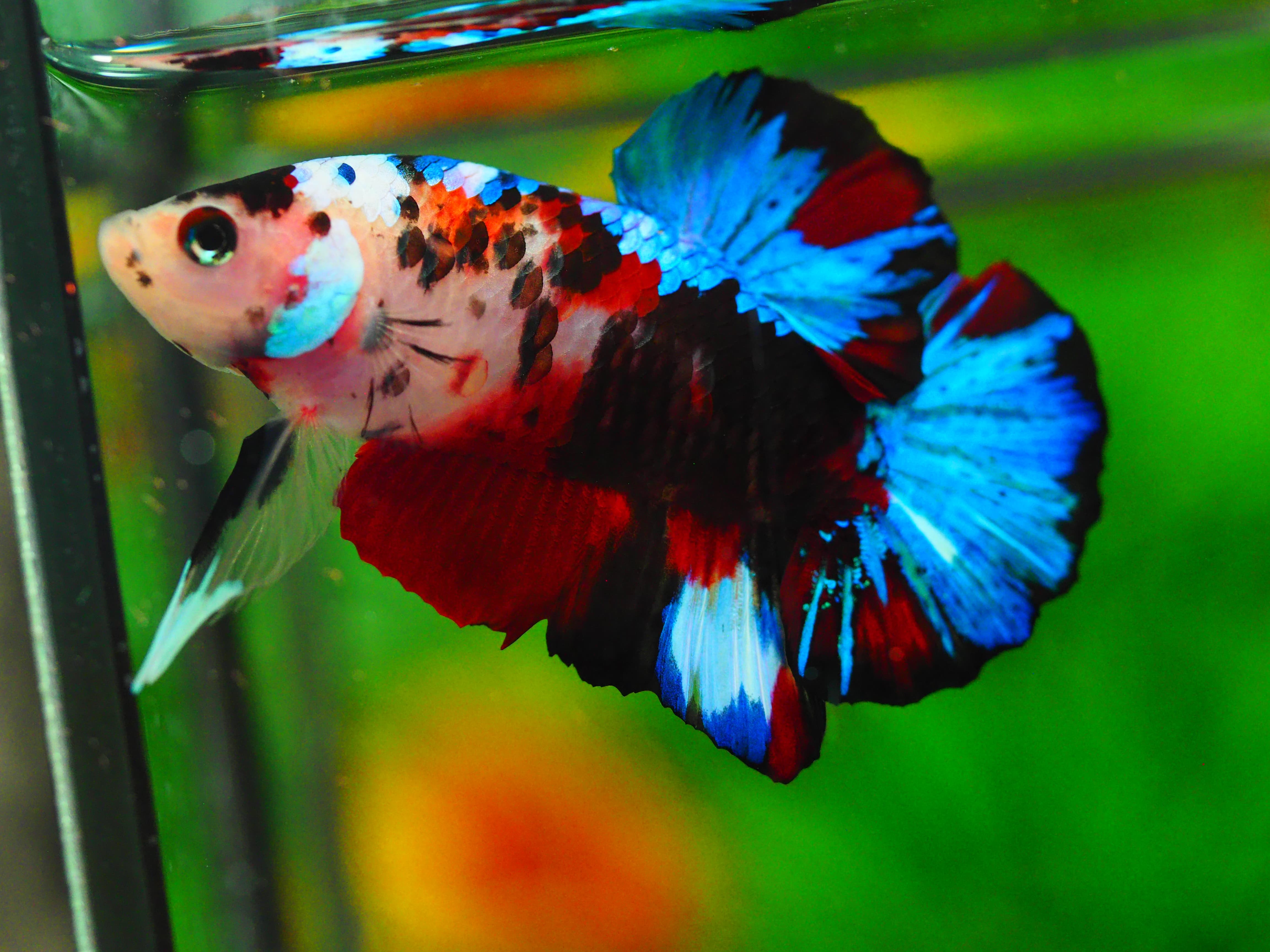 HMPK KOI GALAXY MALE GRADE A+