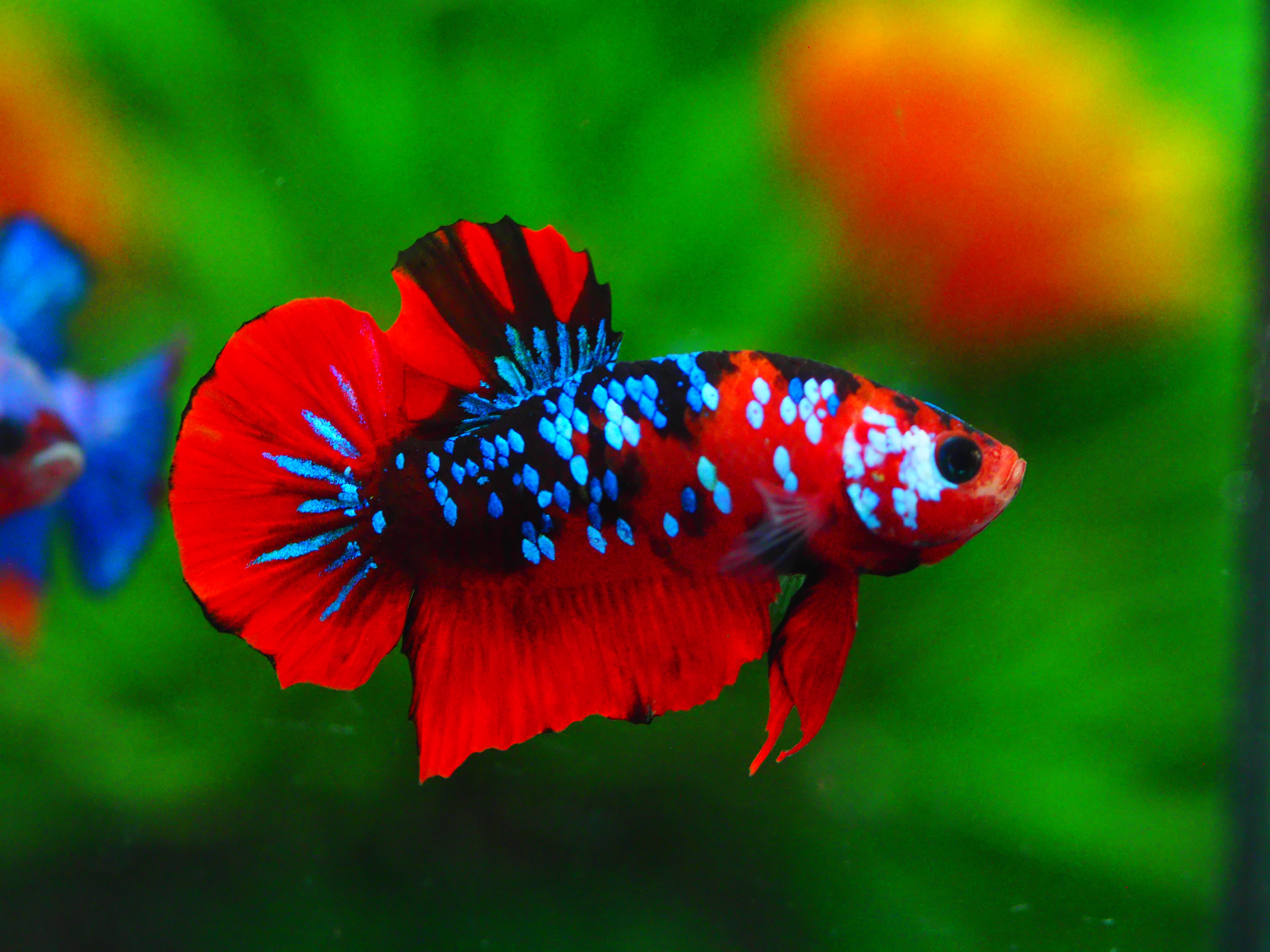 HMPK KOI GALAXY MALE GRADE A +++