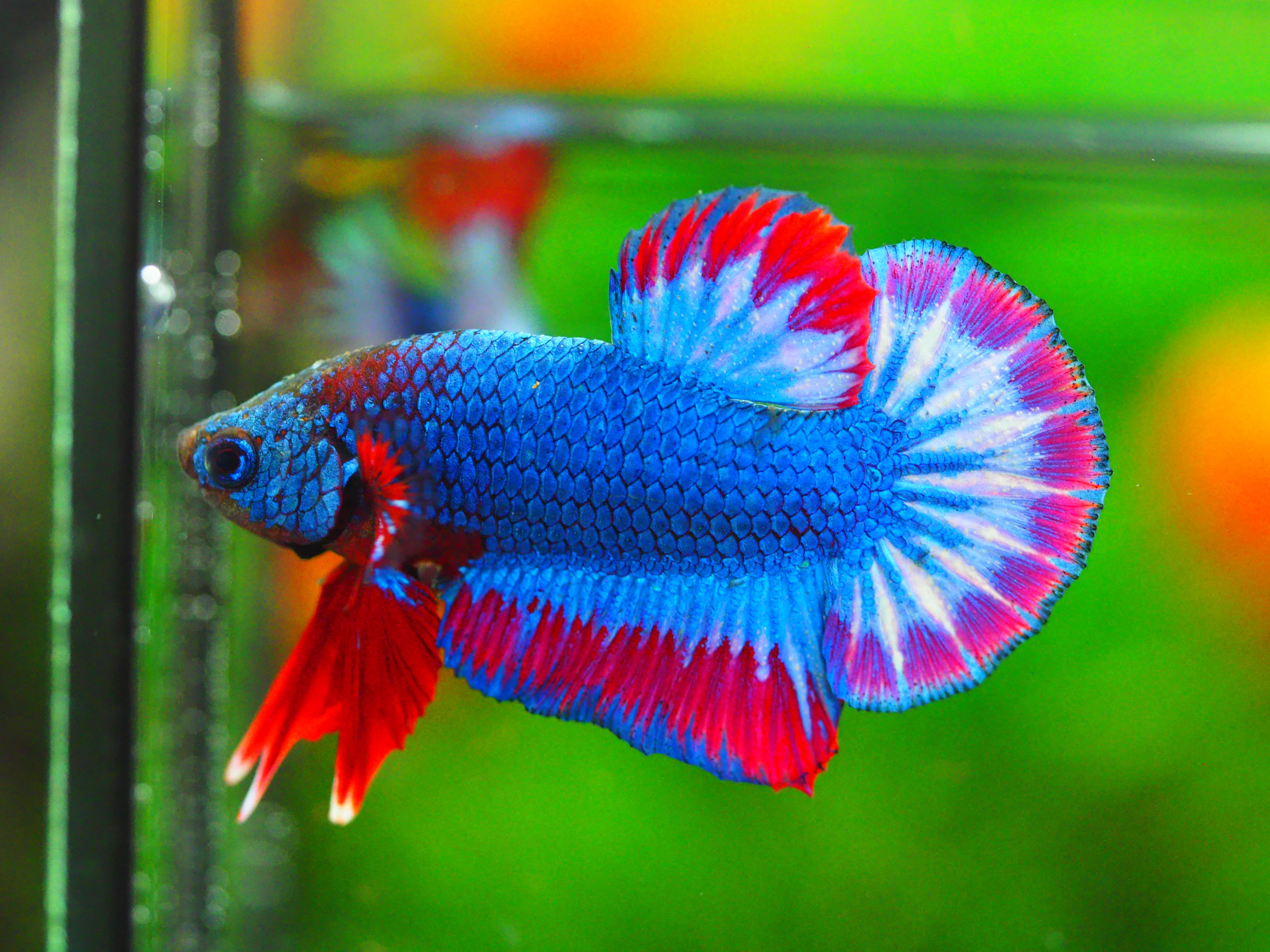 HMPK THAILAND MALE GRADE A +++