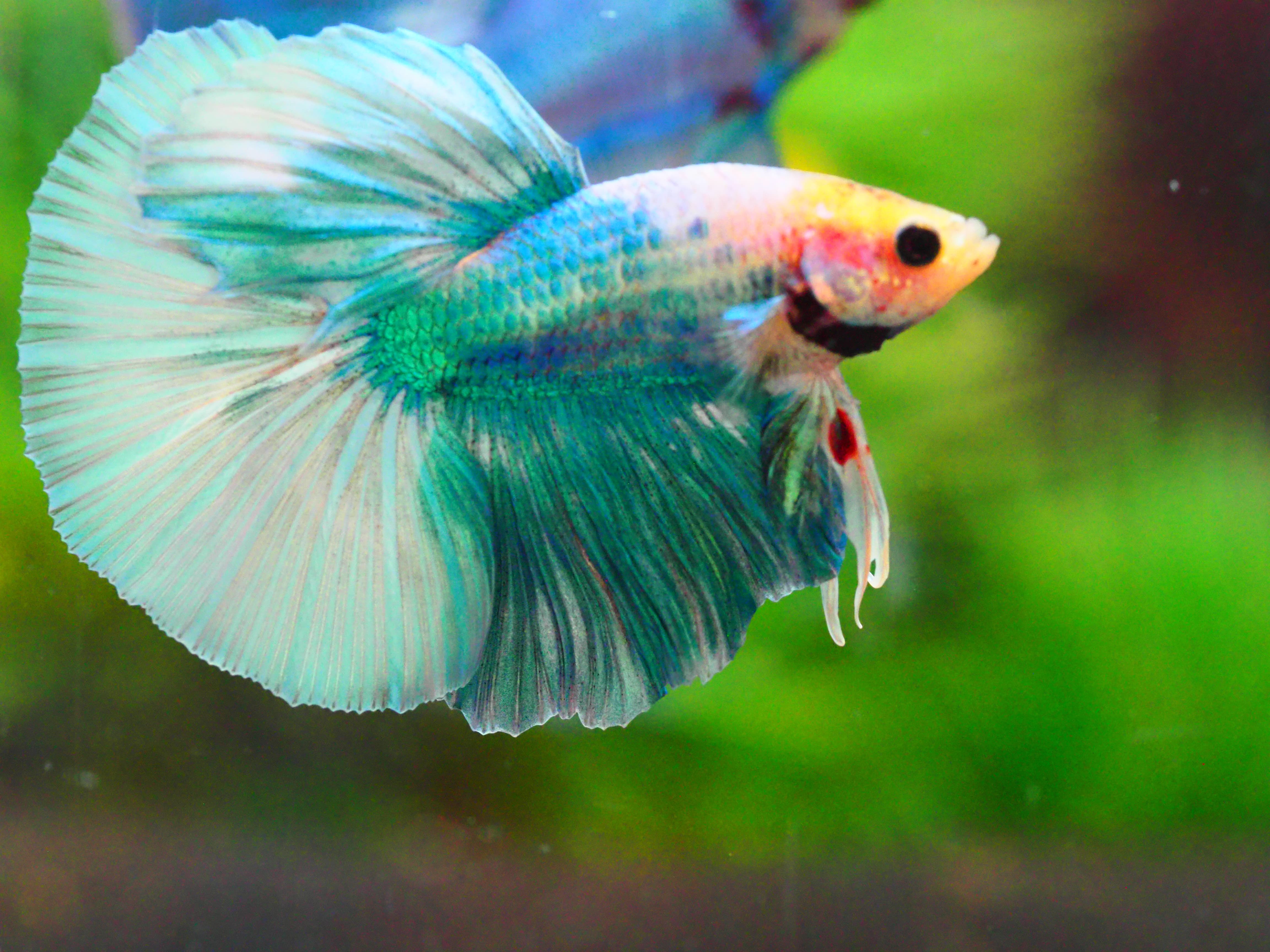 HM FANCY MALE GRADE A +++