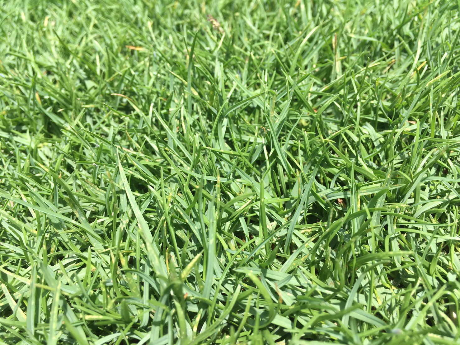 หญ้าพาสพาลั่ม(Paspalum Grass)