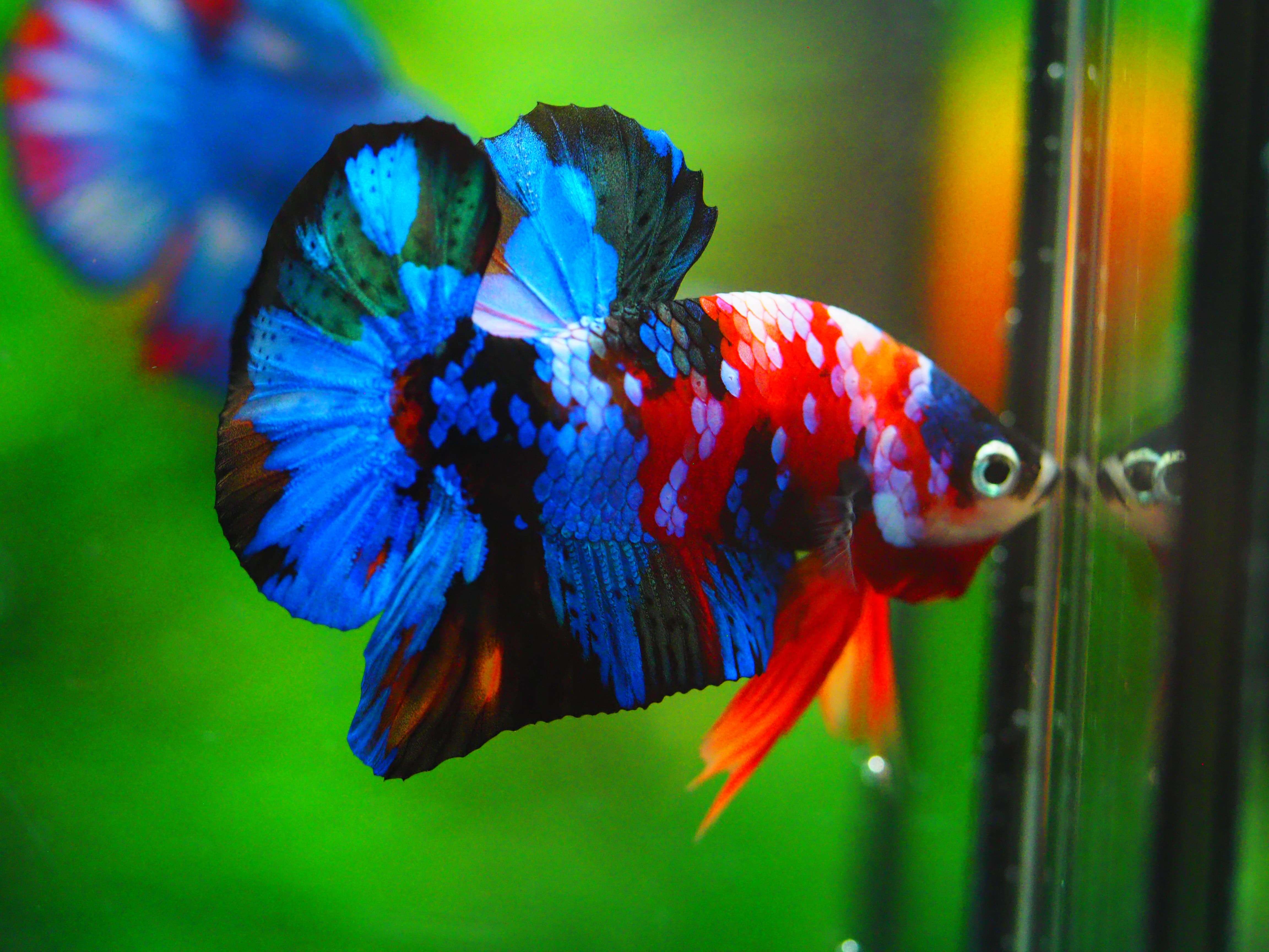 HMPK KOI GALAXY MALE GRADE A +++