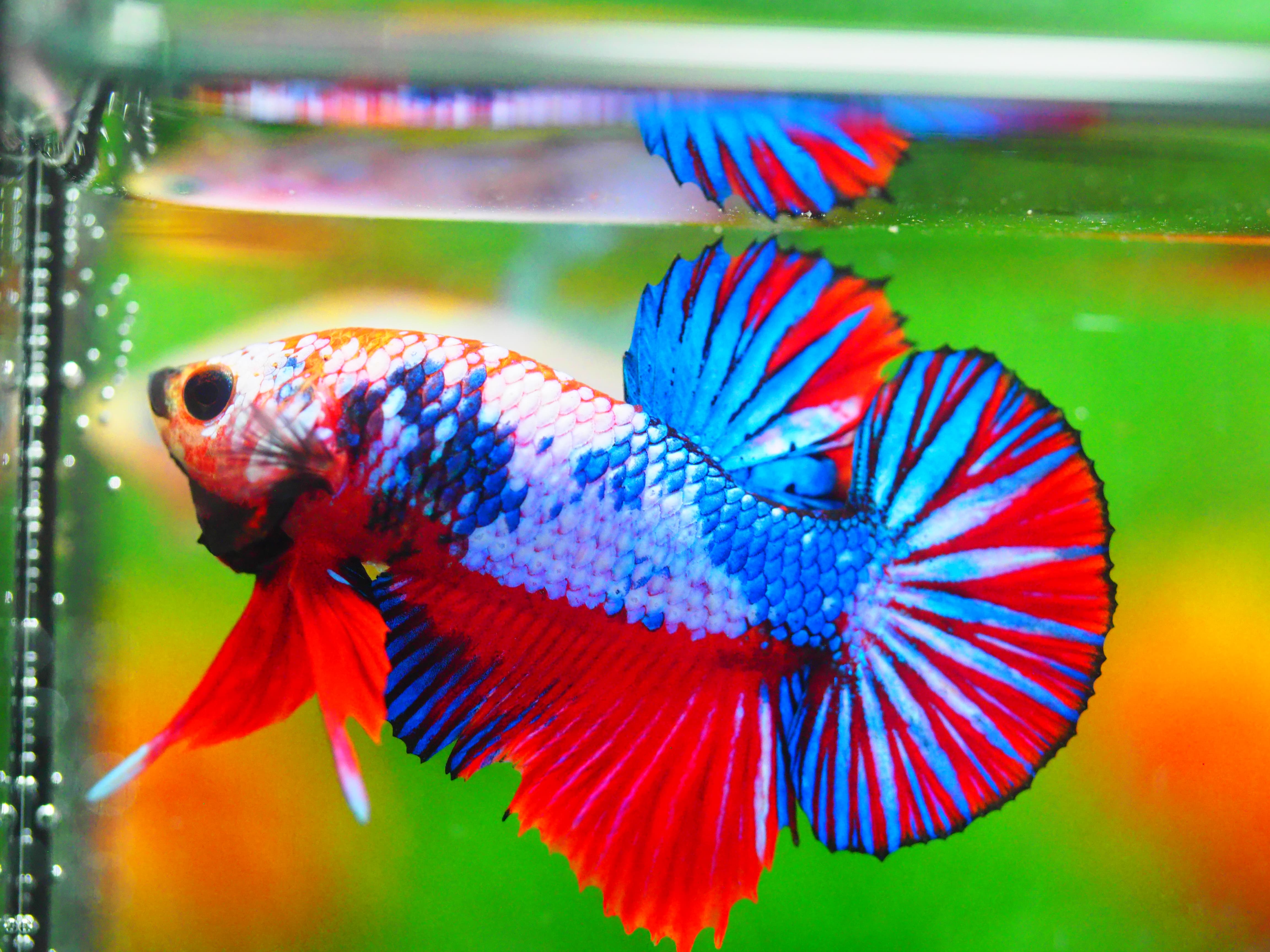 HMPK FANCY MALE GRADE A +++