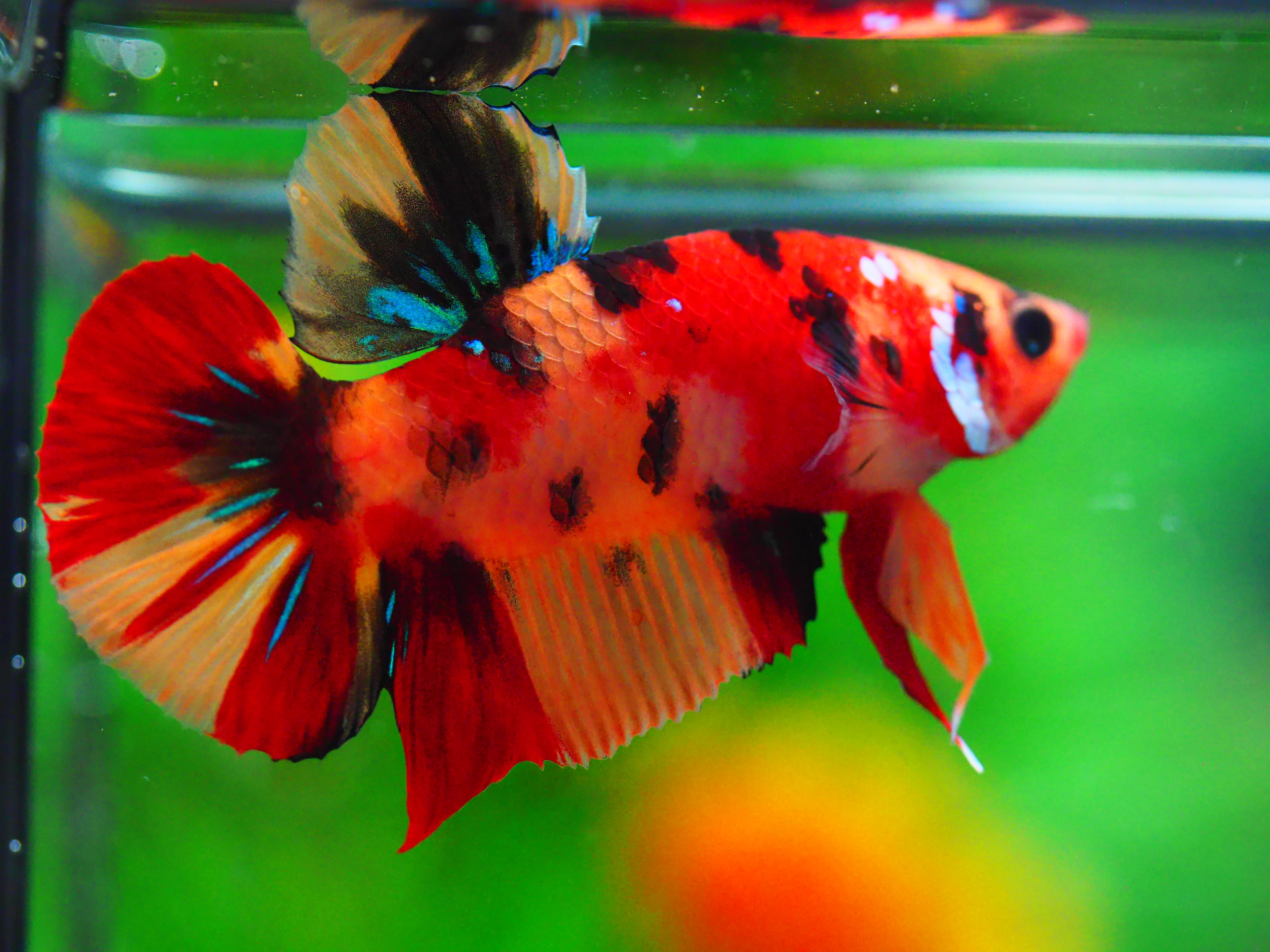 HMPK NEMO GALAXY MALE GRADE A +++