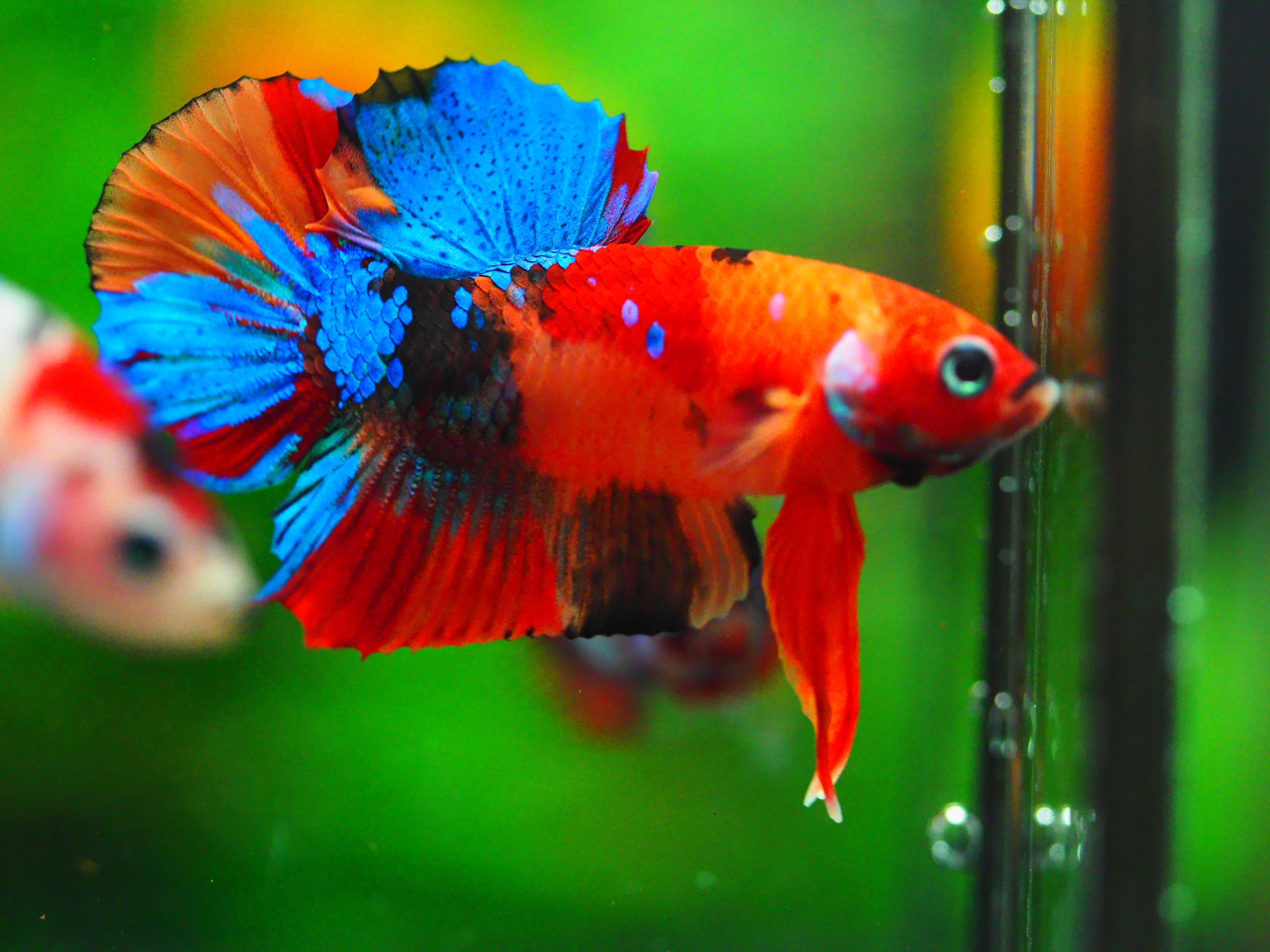 HMPK NEMO GALAXY MALE GRADE A +++