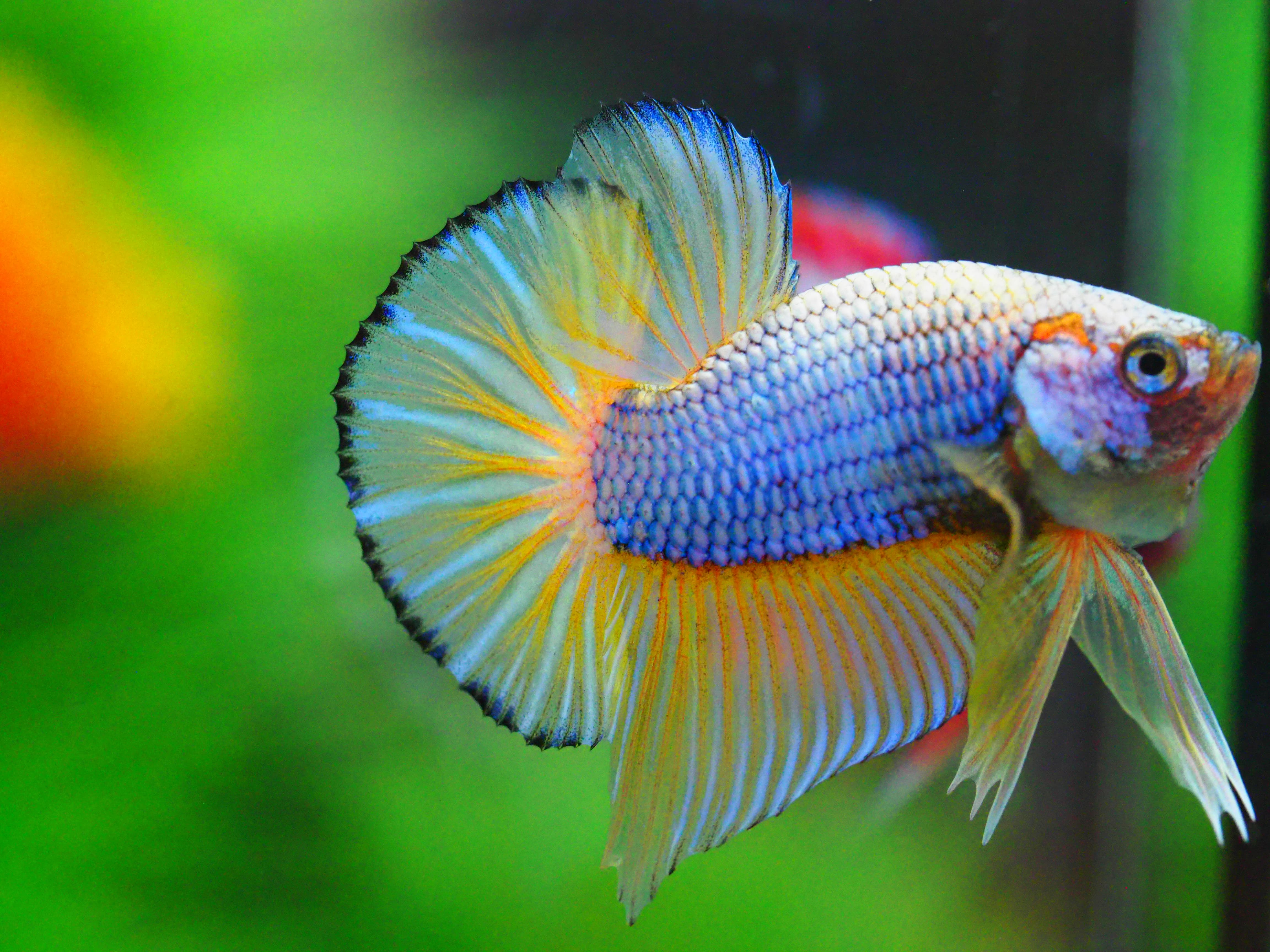 HMPK FANCY MALE GRADE A +++