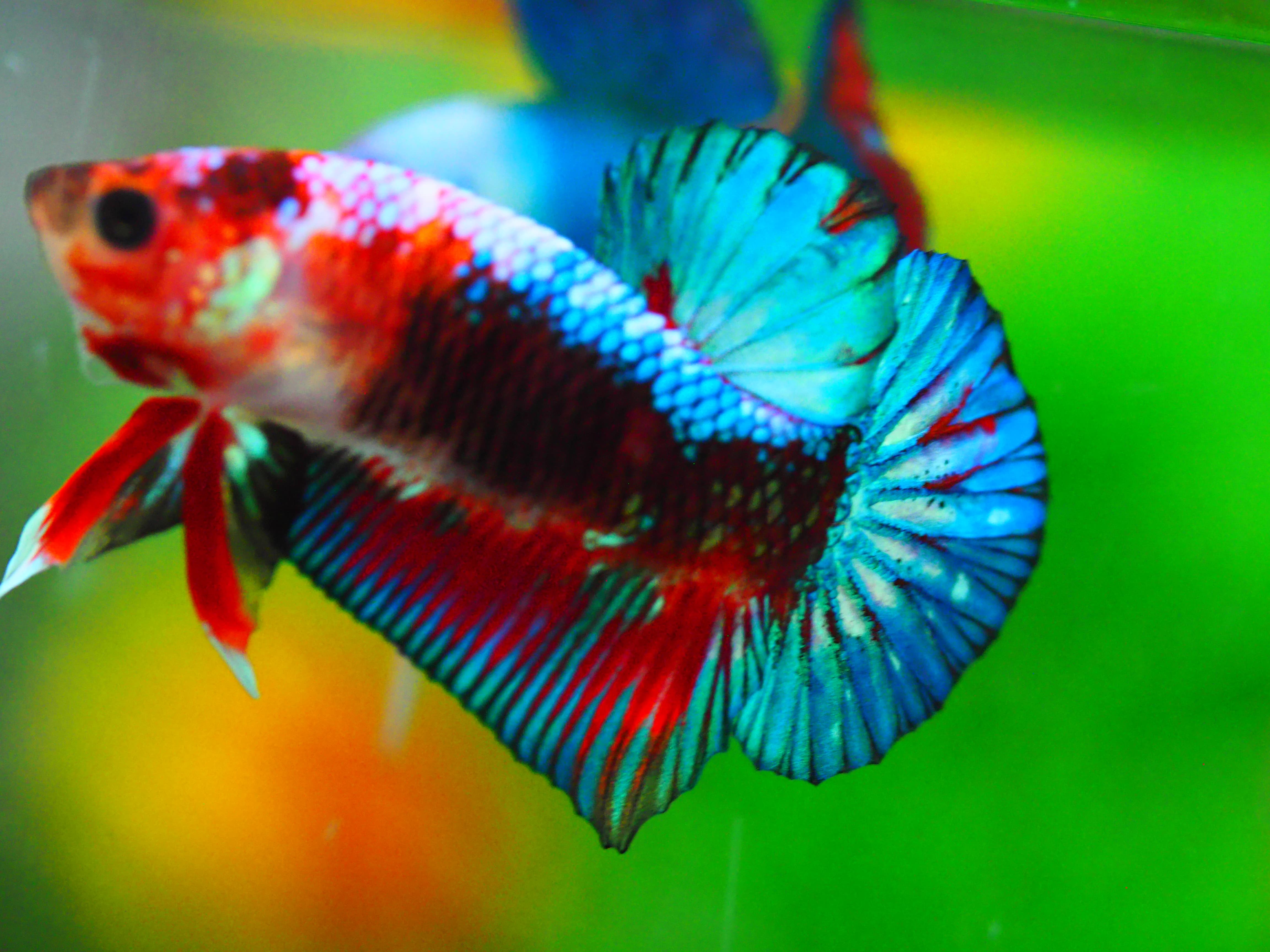 HMPK FANCY MALE GRADE A +++