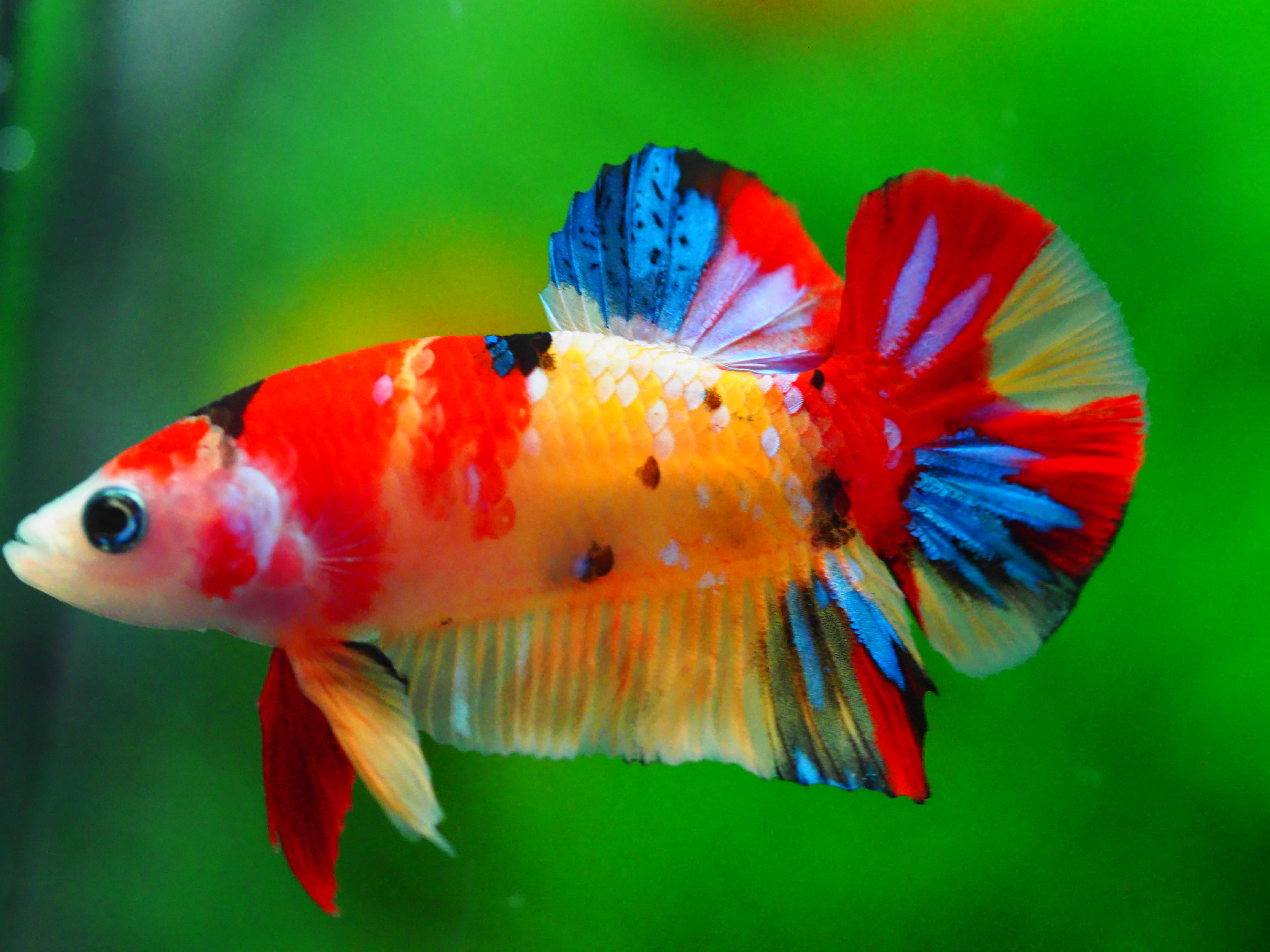 HMPK NEMO MALE GRADE A +++